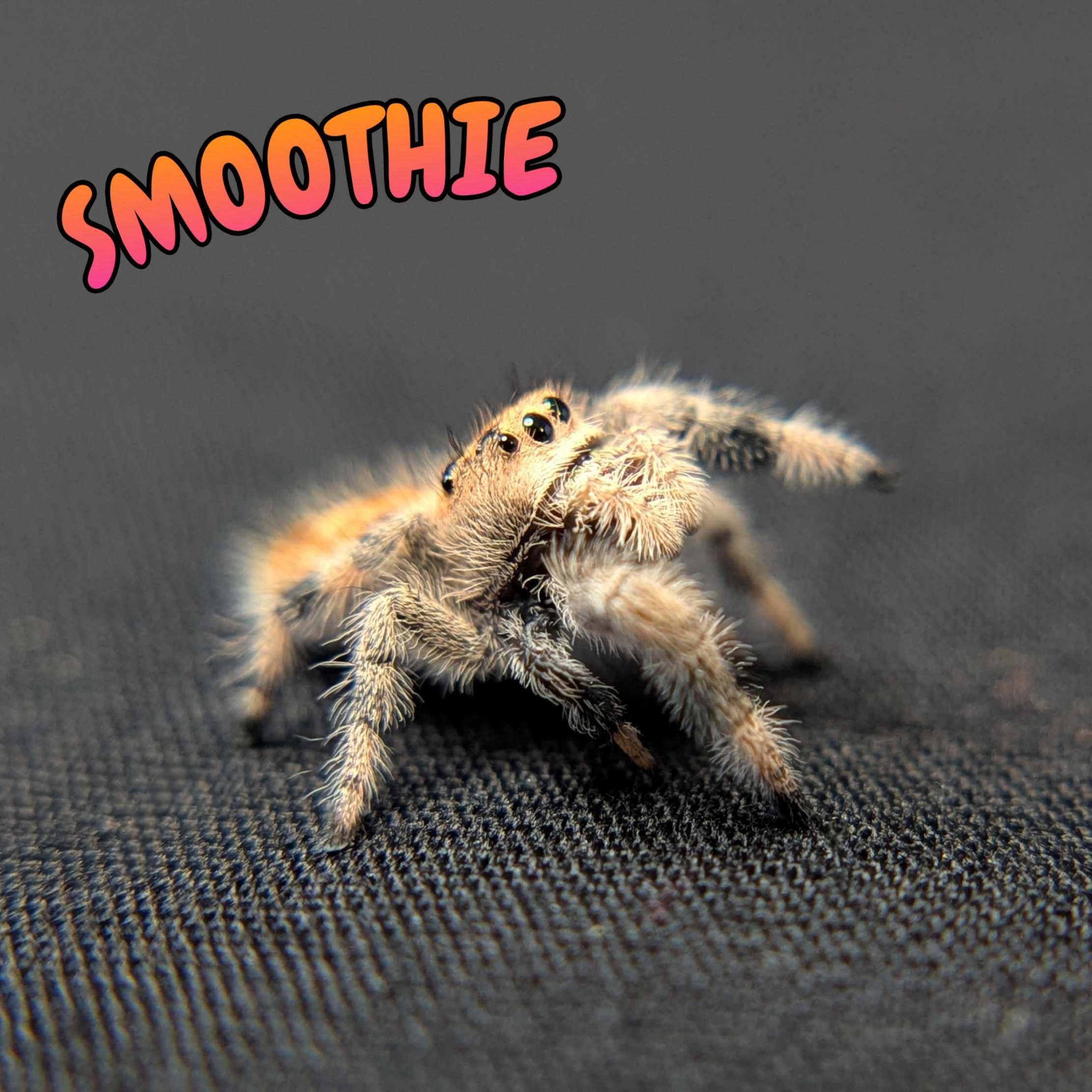 Regal Jumping Spider "Smoothie"
