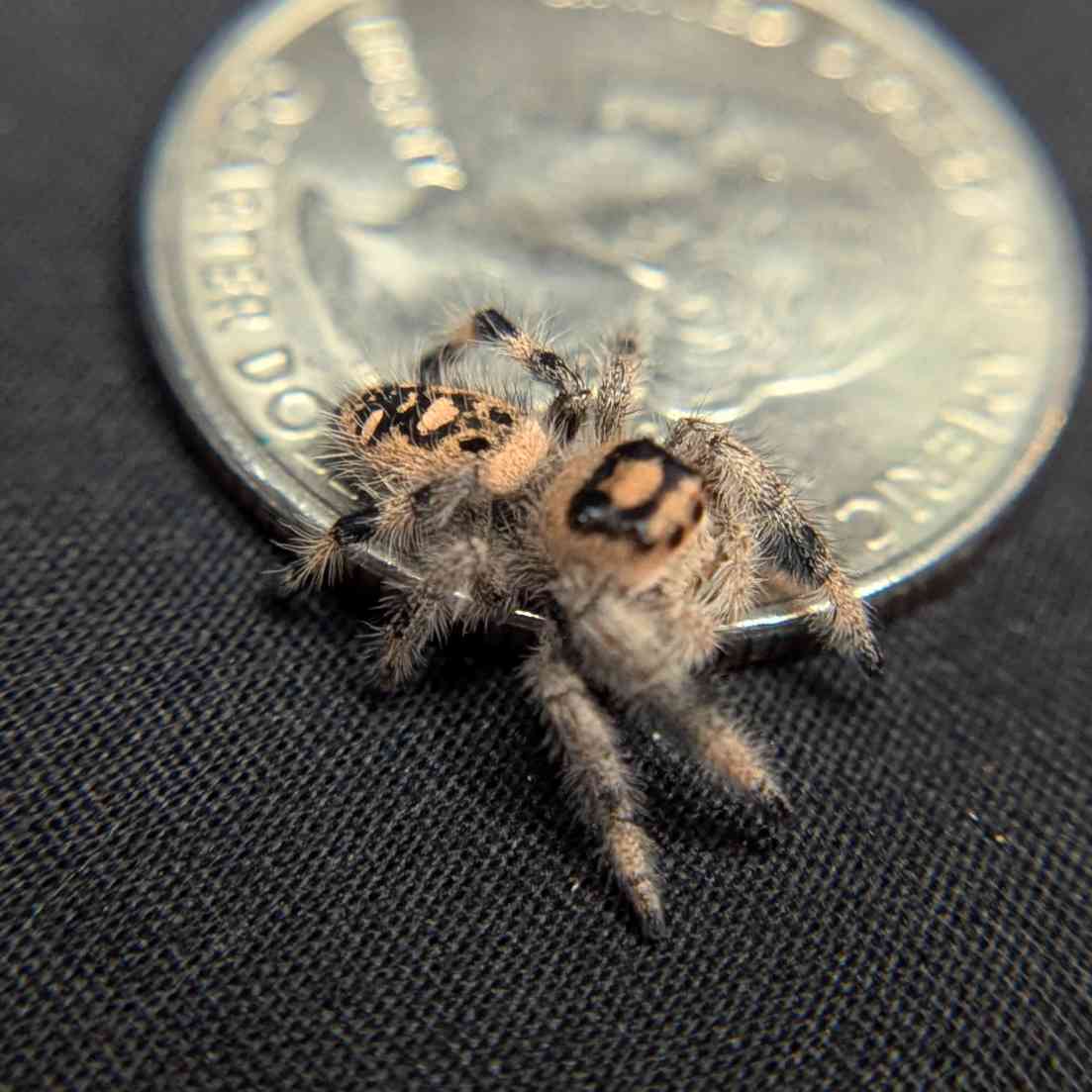 Regal Jumping Spider "Spicy"