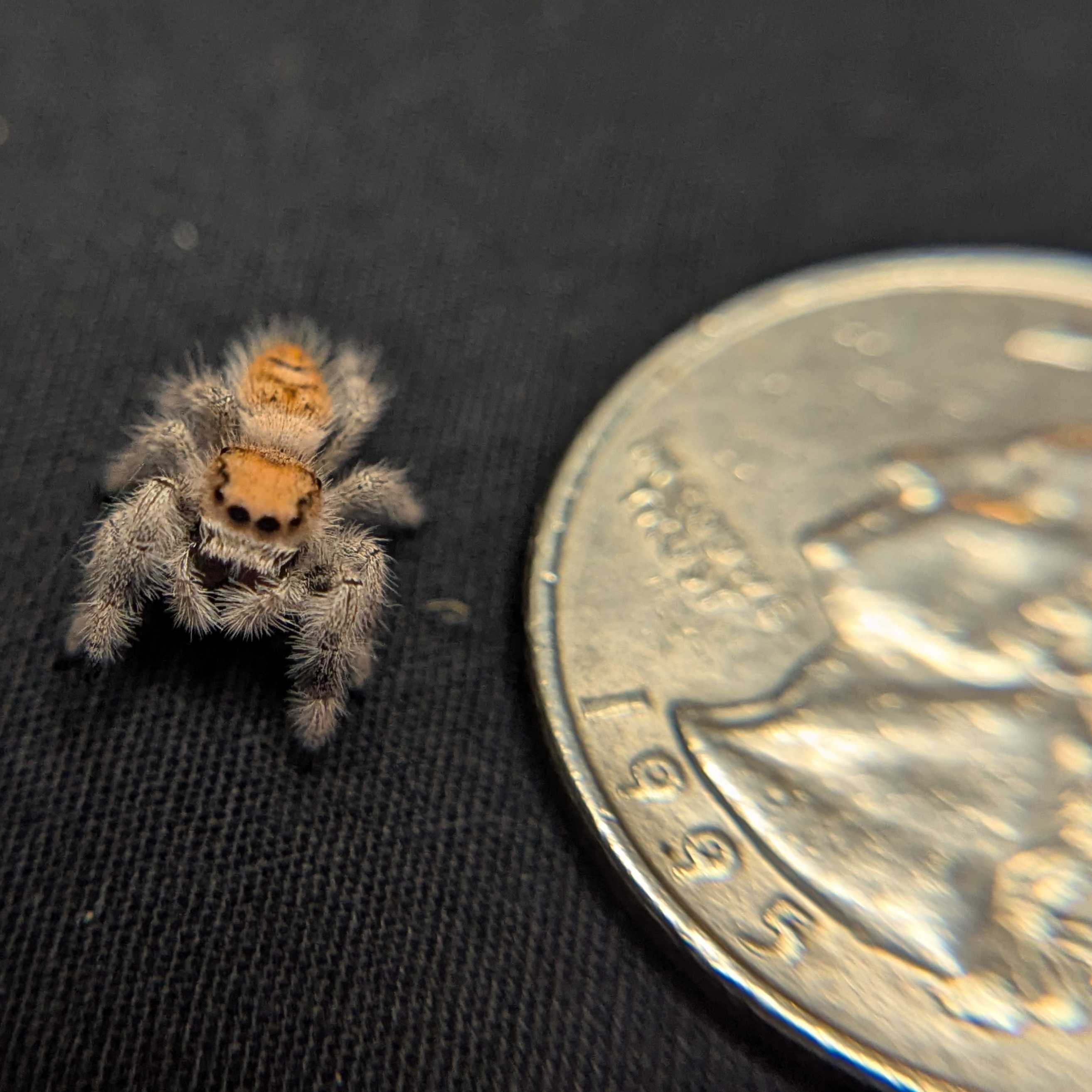 Regal Jumping Spider “Pyra”