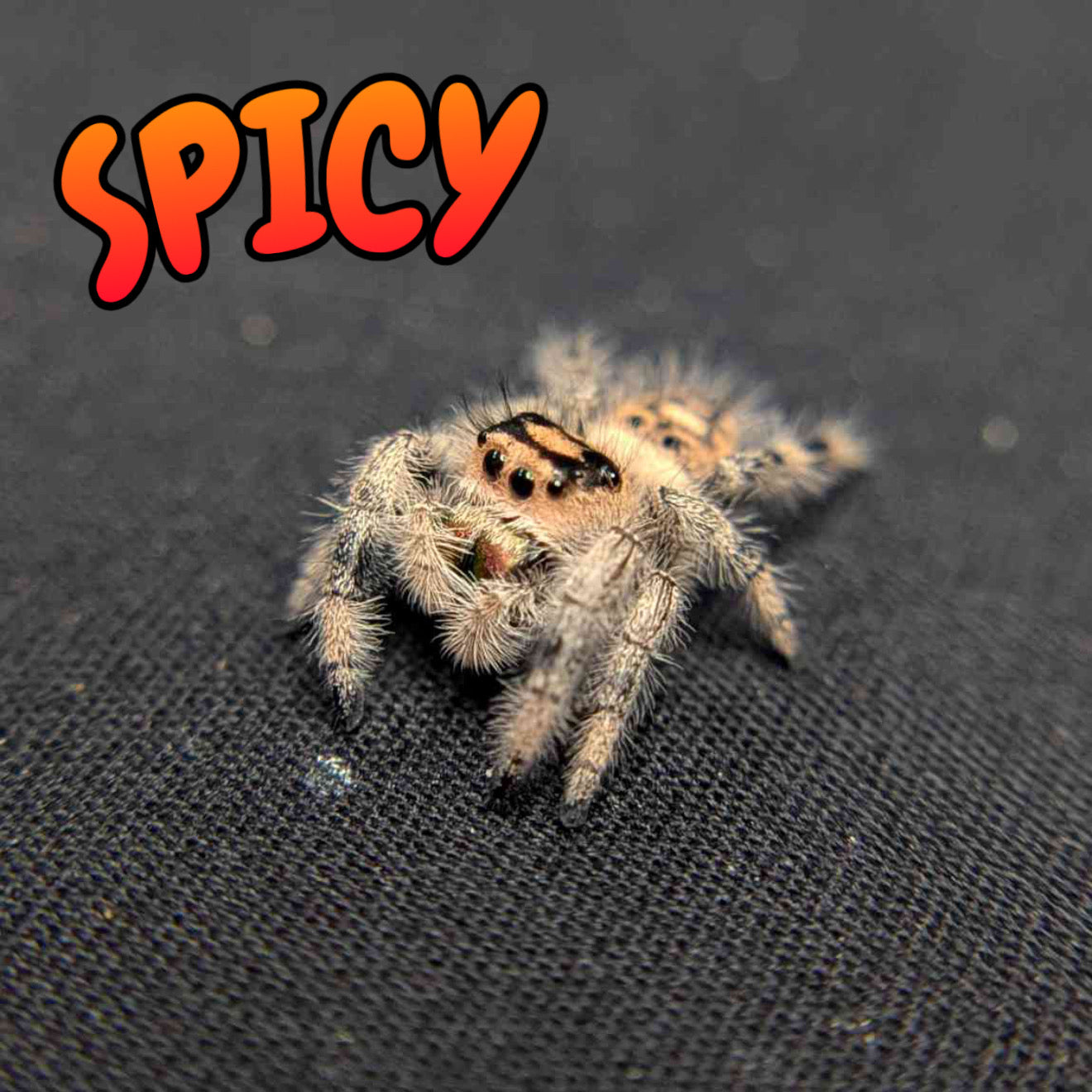 Regal Jumping Spider "Spicy"