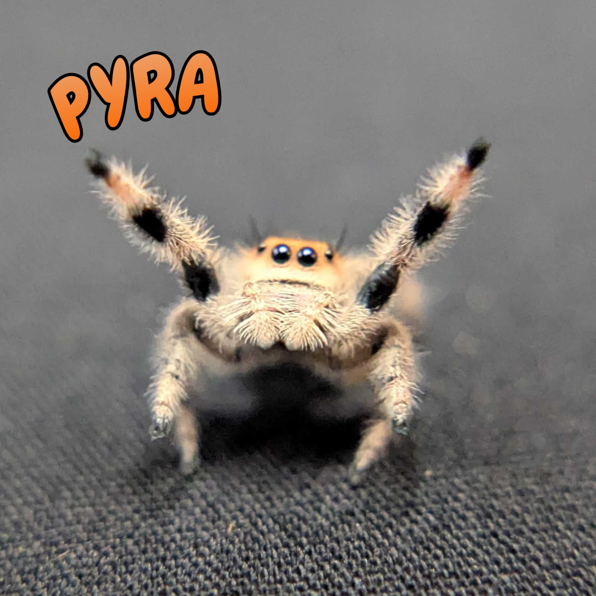 Regal Jumping Spider “Pyra”