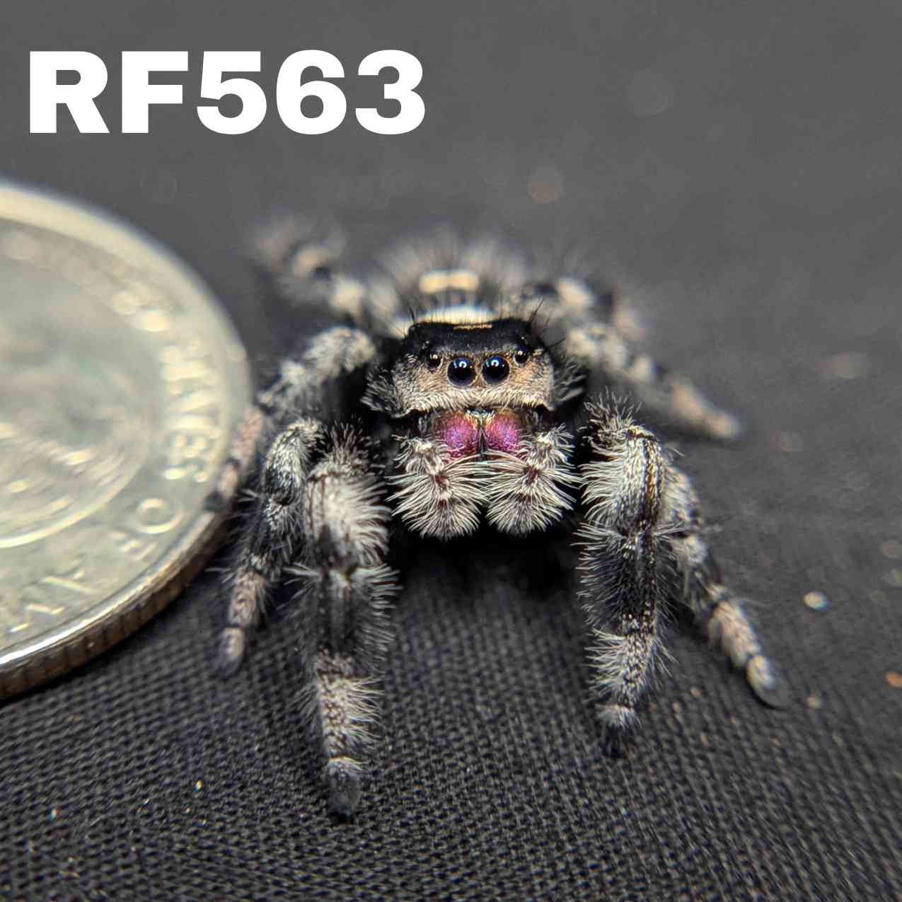 Regal Jumping Spider "Ambrimyst"