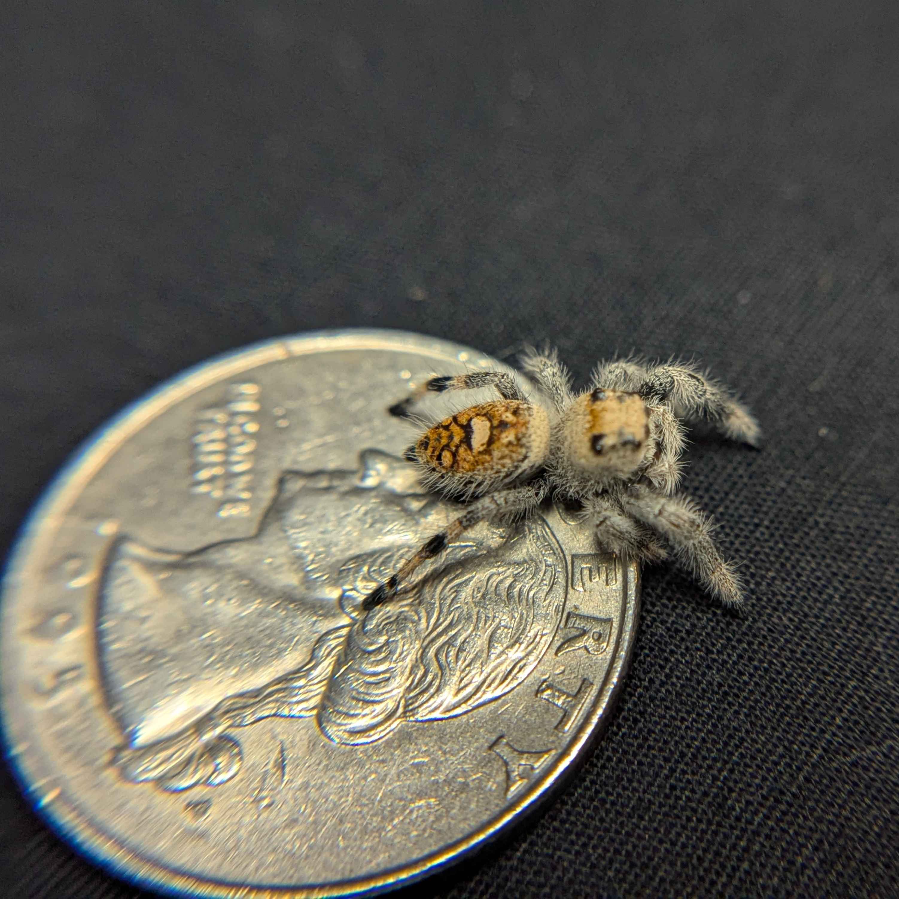 Regal Jumping Spider “Petal”