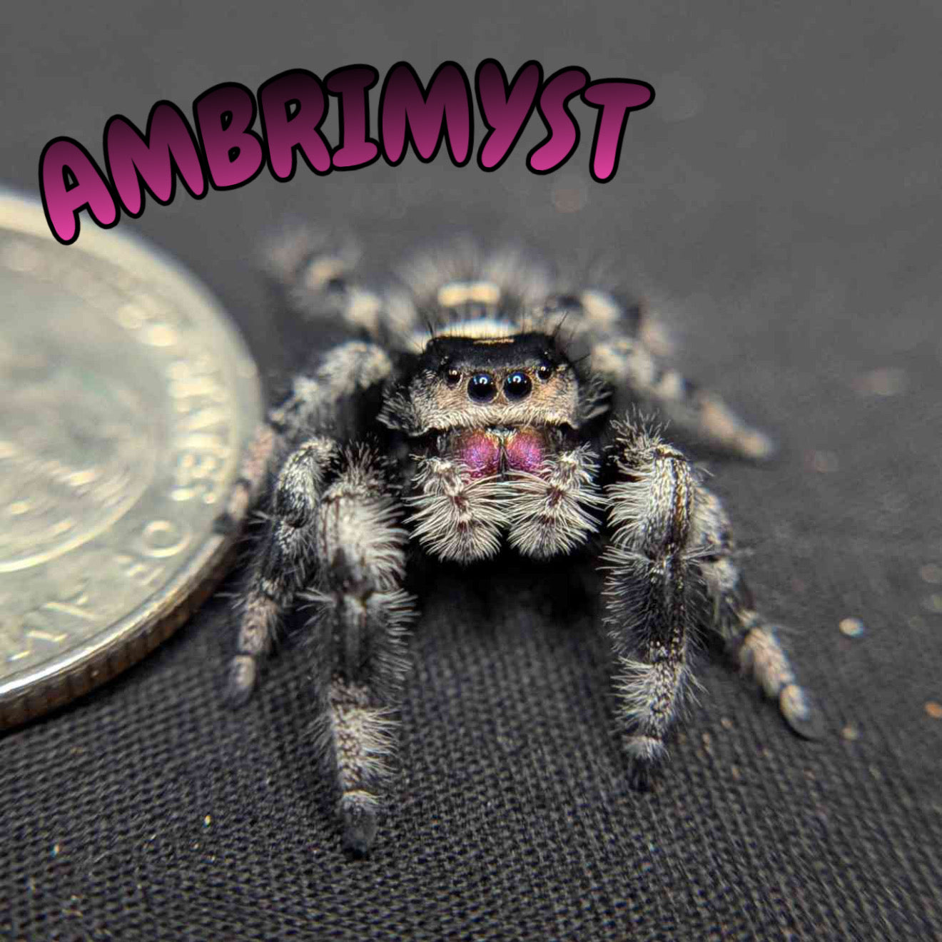 Regal Jumping Spider "Ambrimyst"