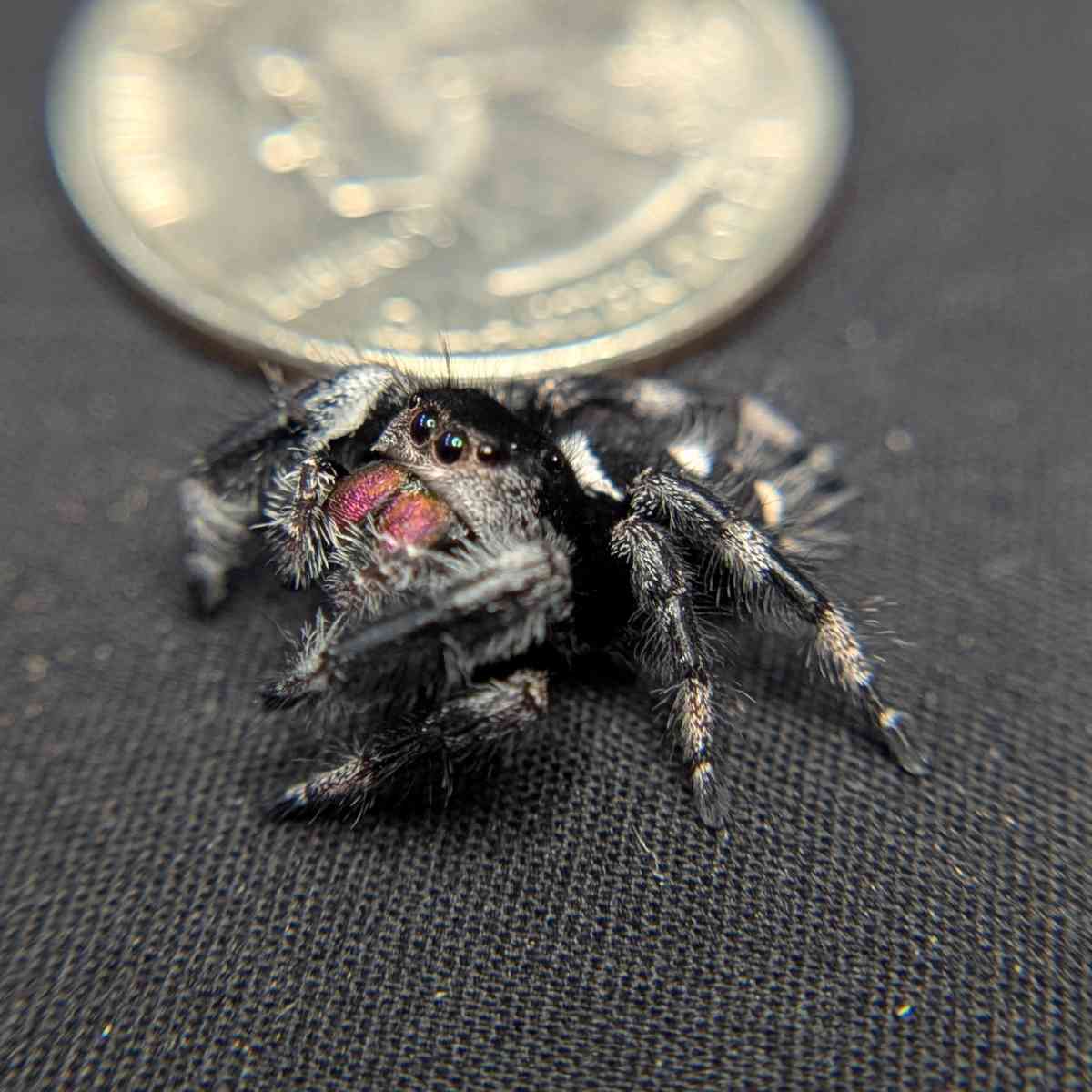 Regal Jumping Spider "Darkness"