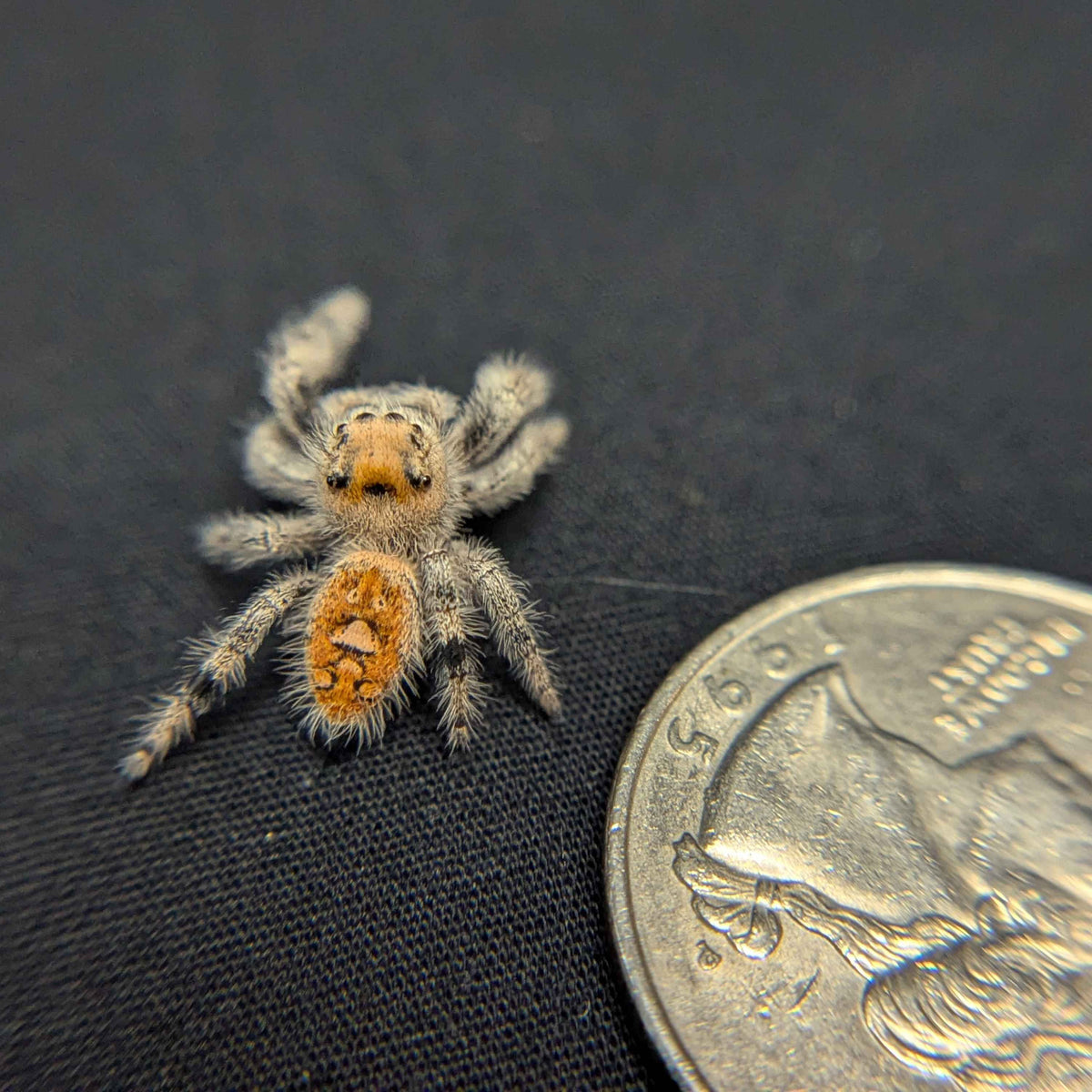 Spider Source + Quick add