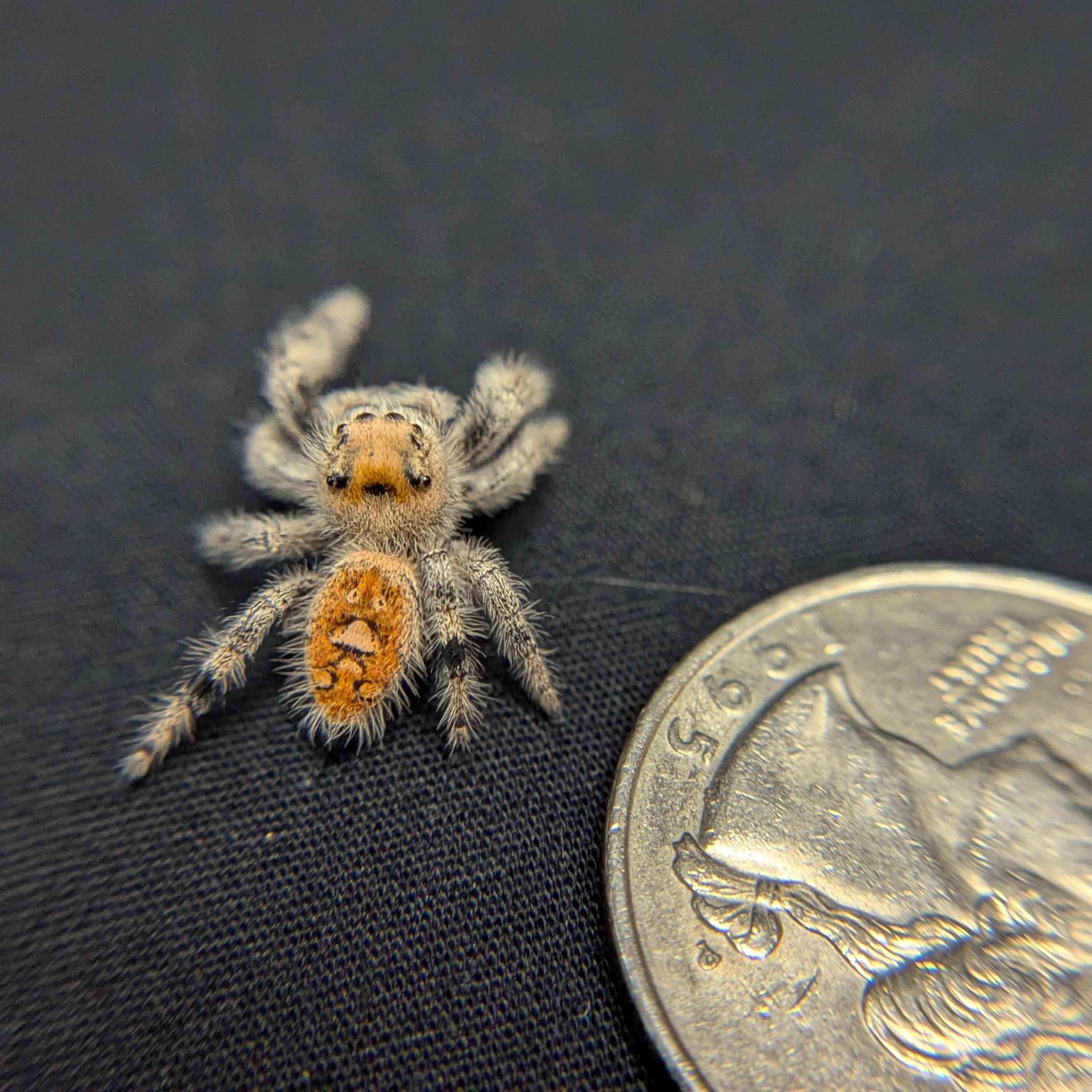 Regal Jumping Spider "Sherbert"
