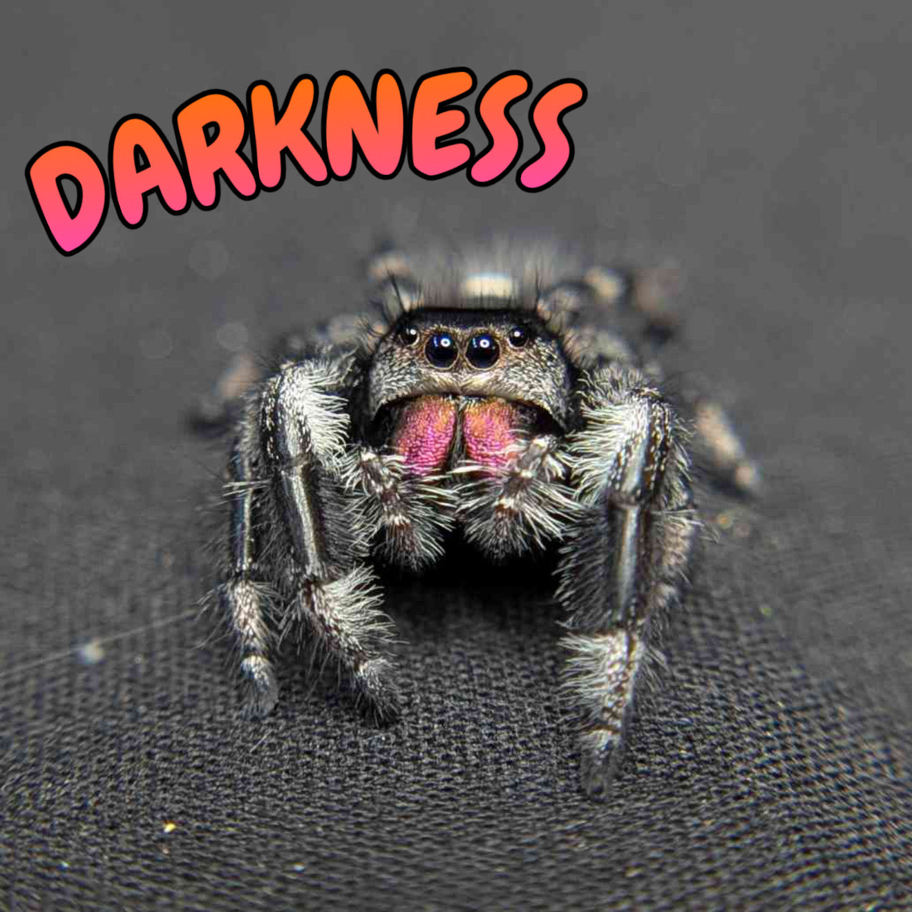 Regal Jumping Spider "Darkness"