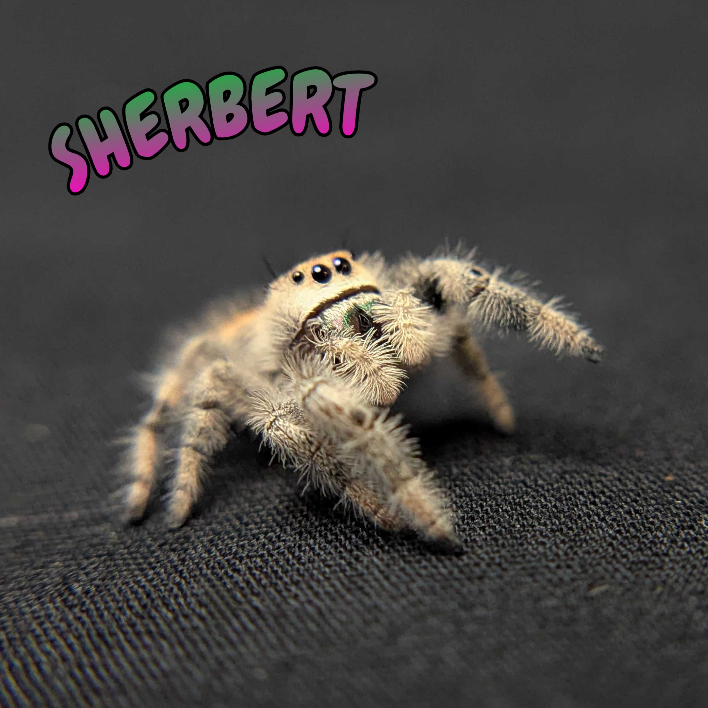 Regal Jumping Spider "Sherbert"