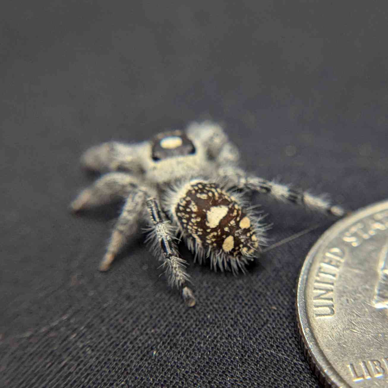 Regal Jumping Spider "Raspberry"