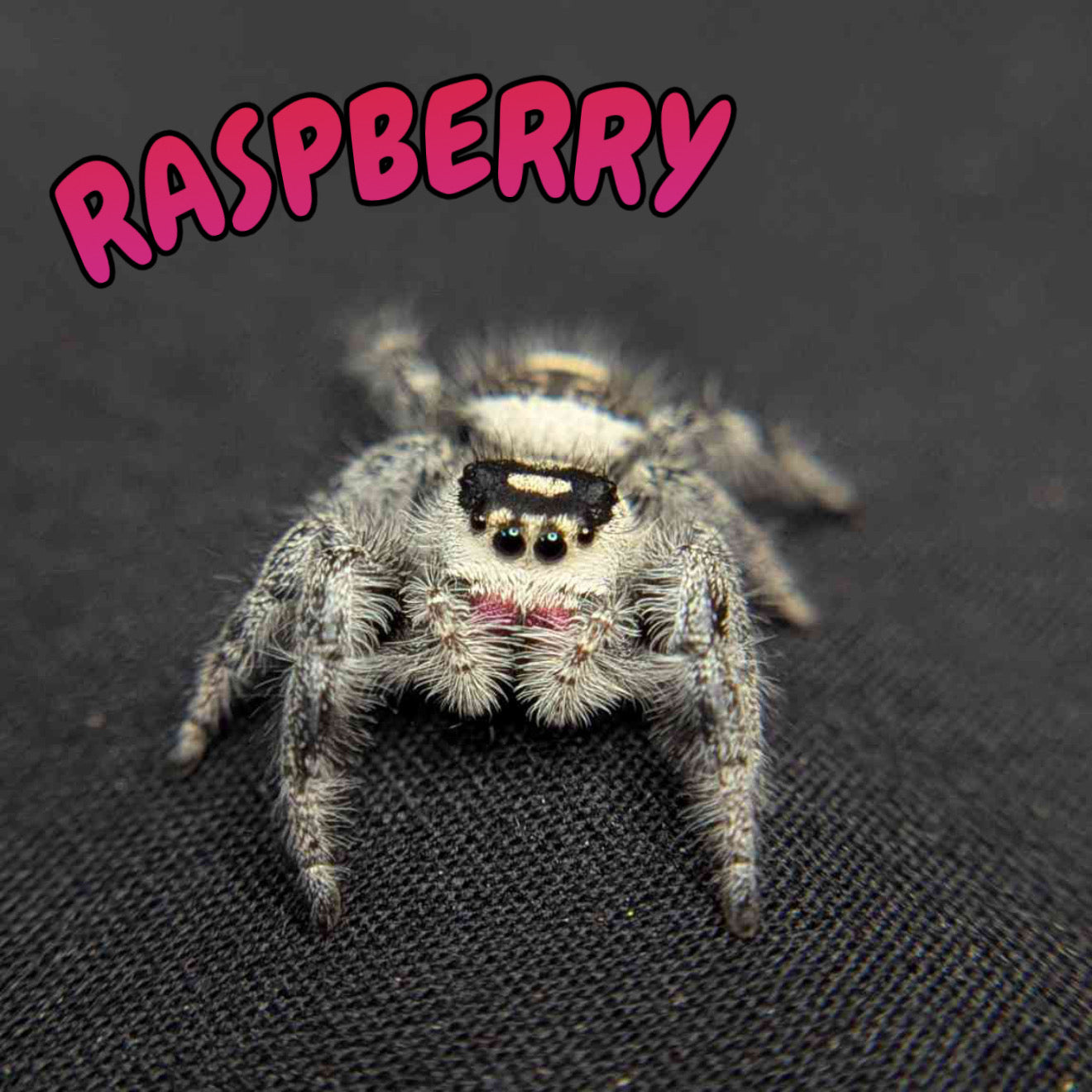 Regal Jumping Spider "Raspberry"