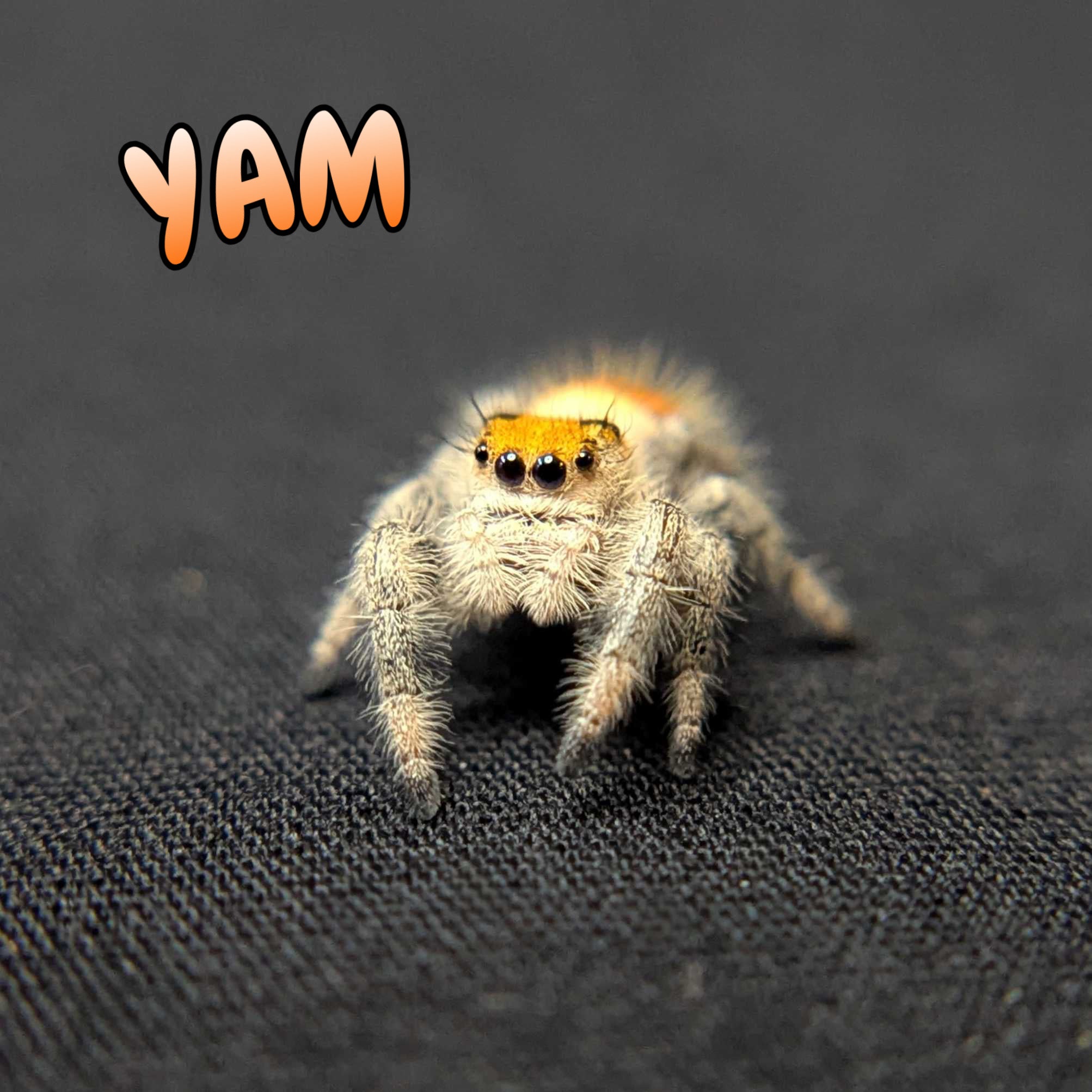 Regal Jumping Spider "Yam"