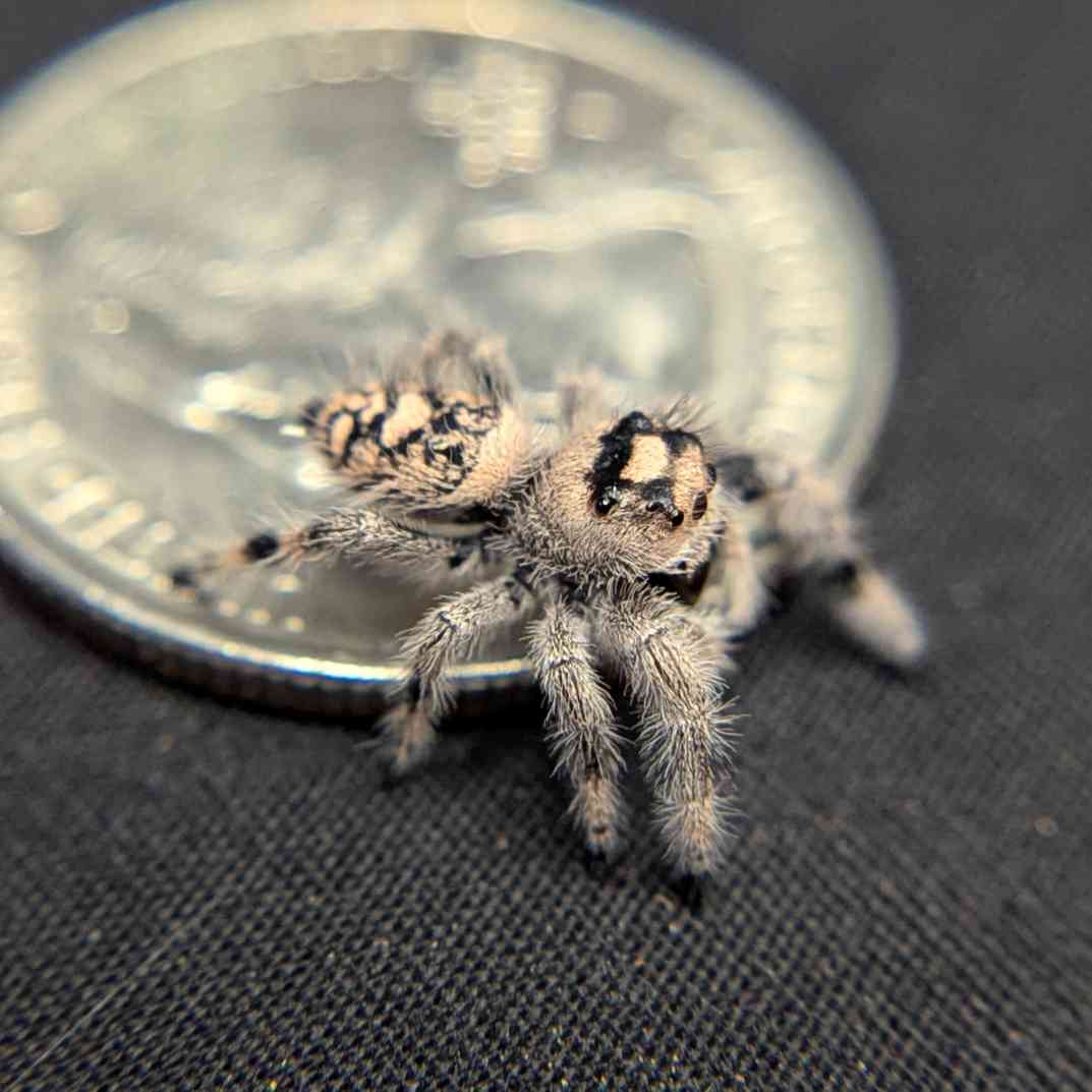 Regal Jumping Spider "Khaki"