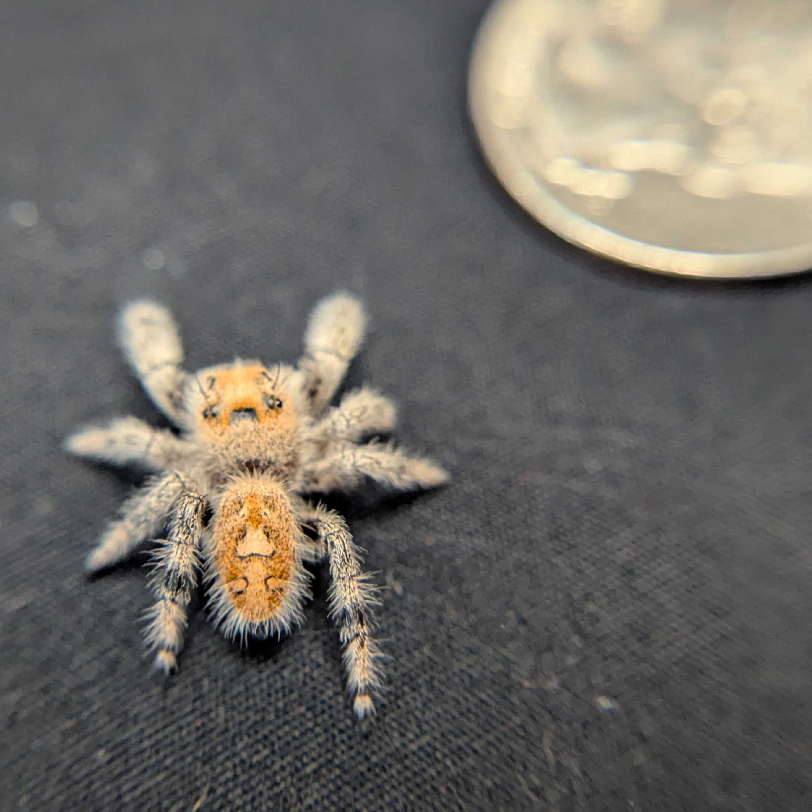 Regal Jumping Spider "Berry"