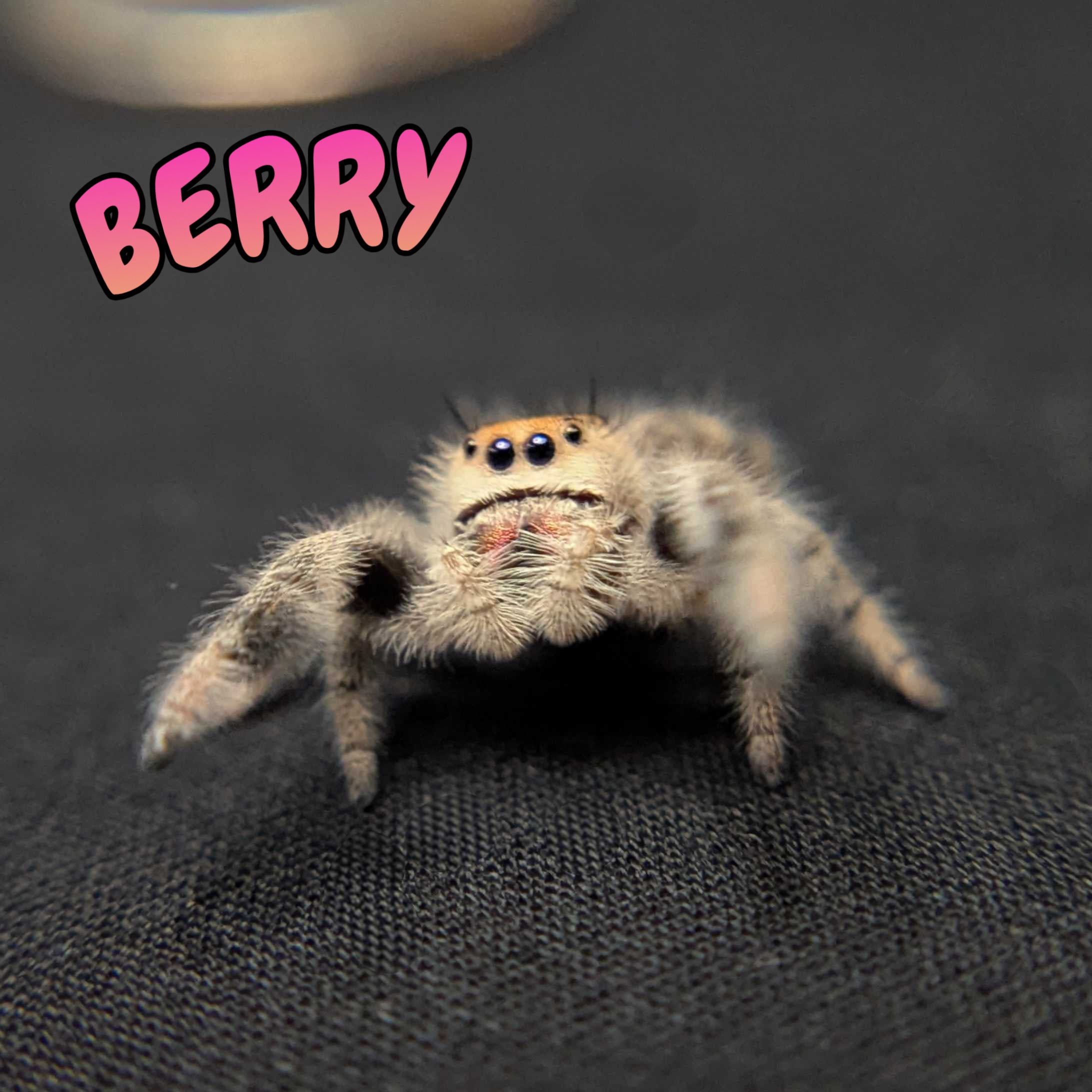 Regal Jumping Spider "Berry"
