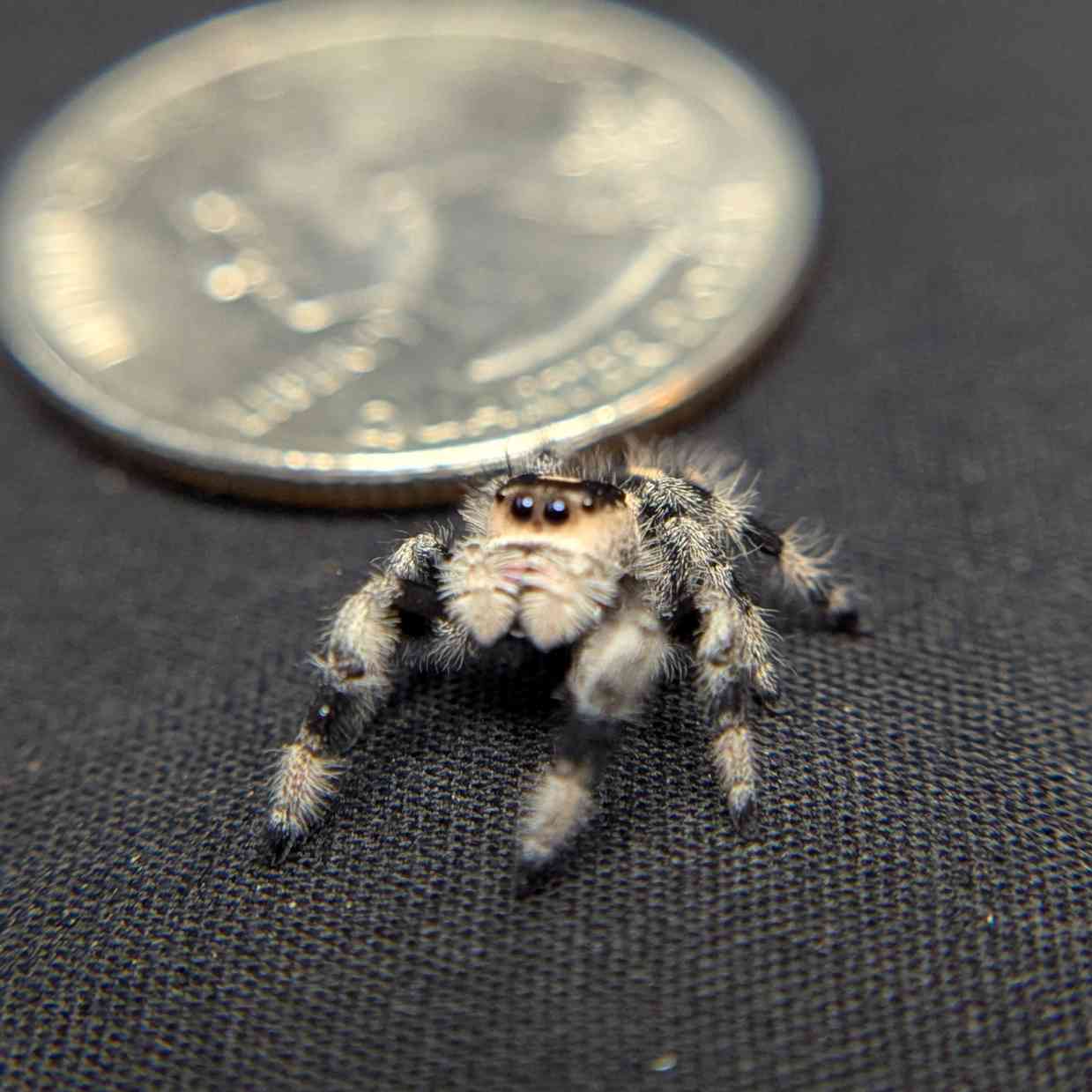 Regal Jumping Spider "Cinnamon"