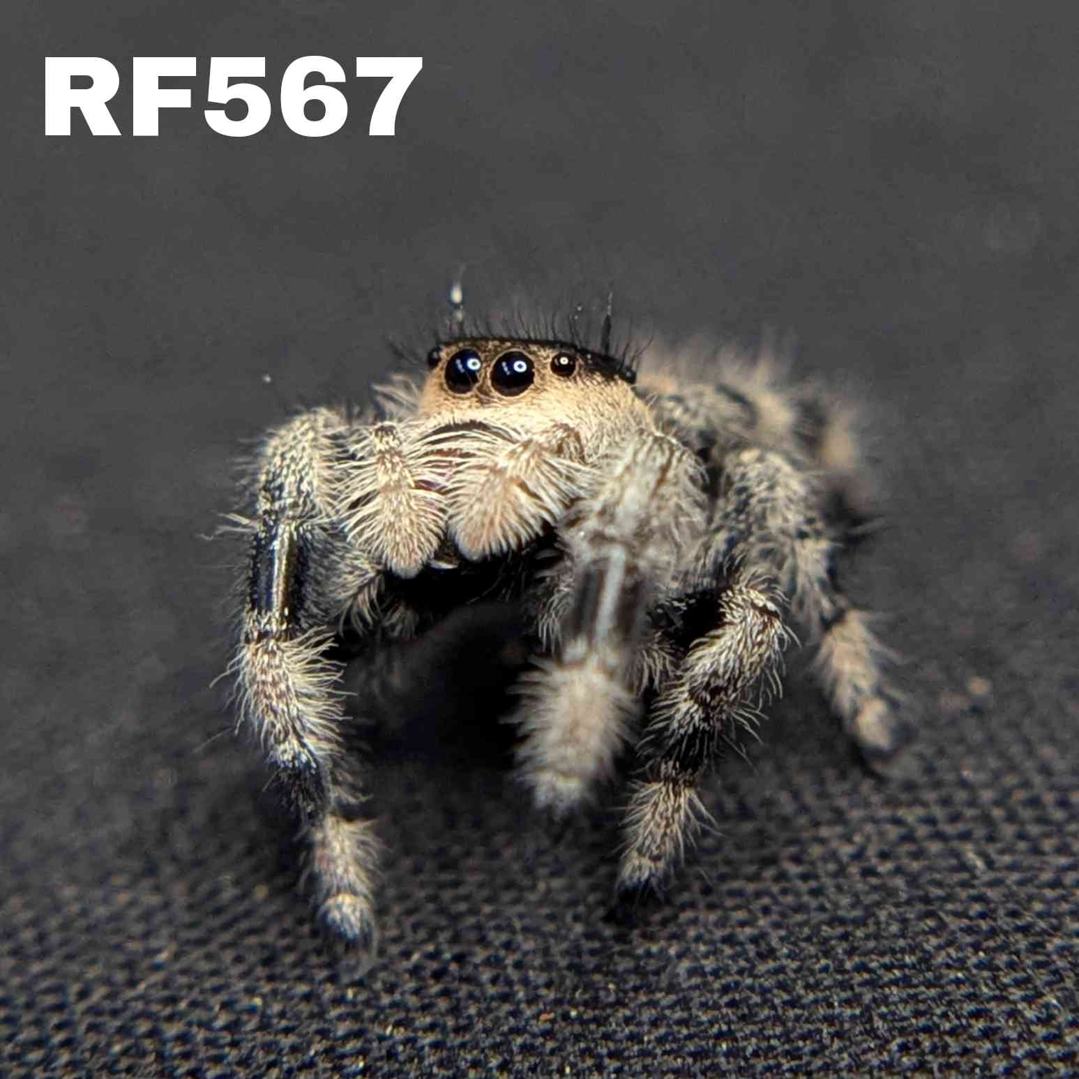 Regal Jumping Spider "Cinnamon"