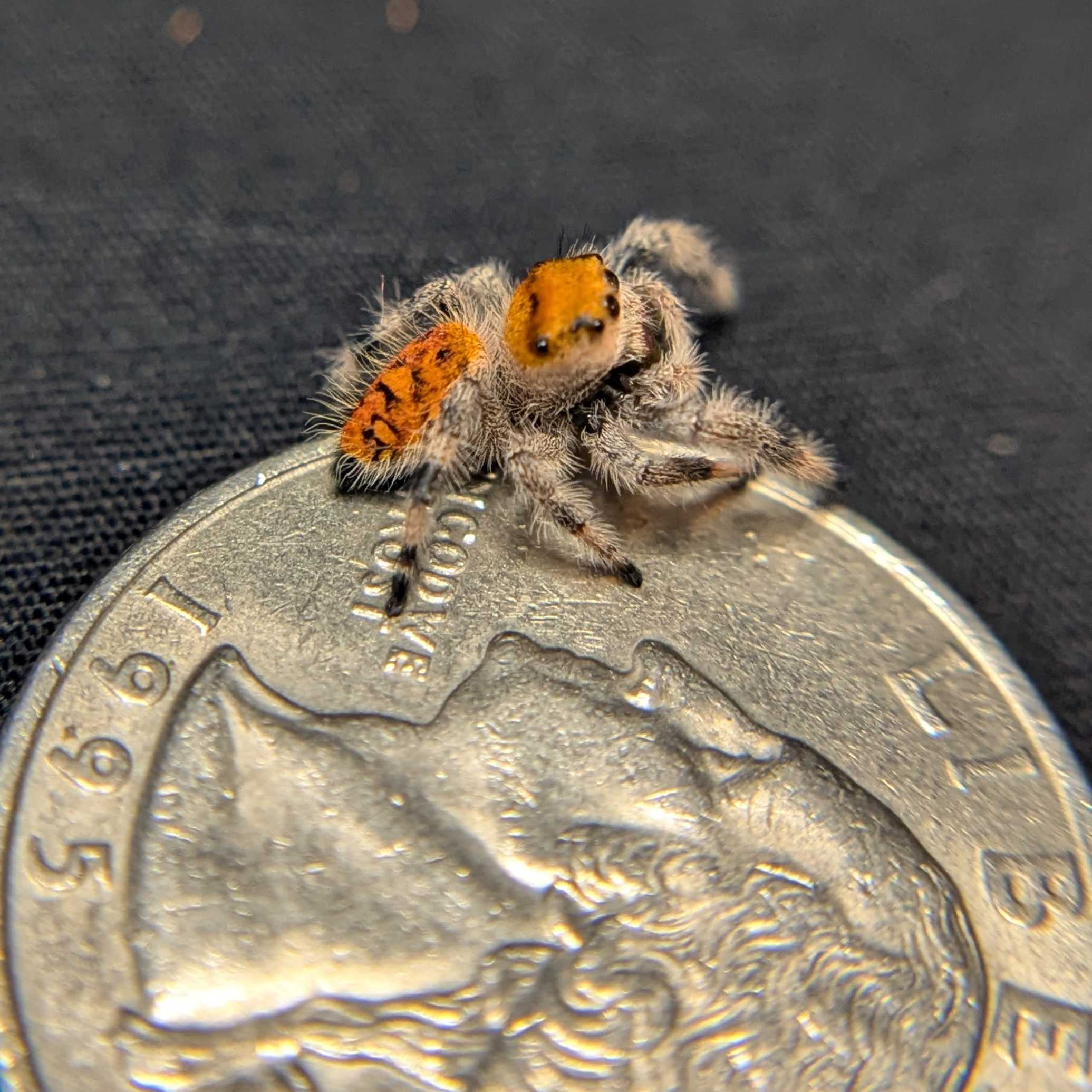 Regal Jumping Spider "Heat"