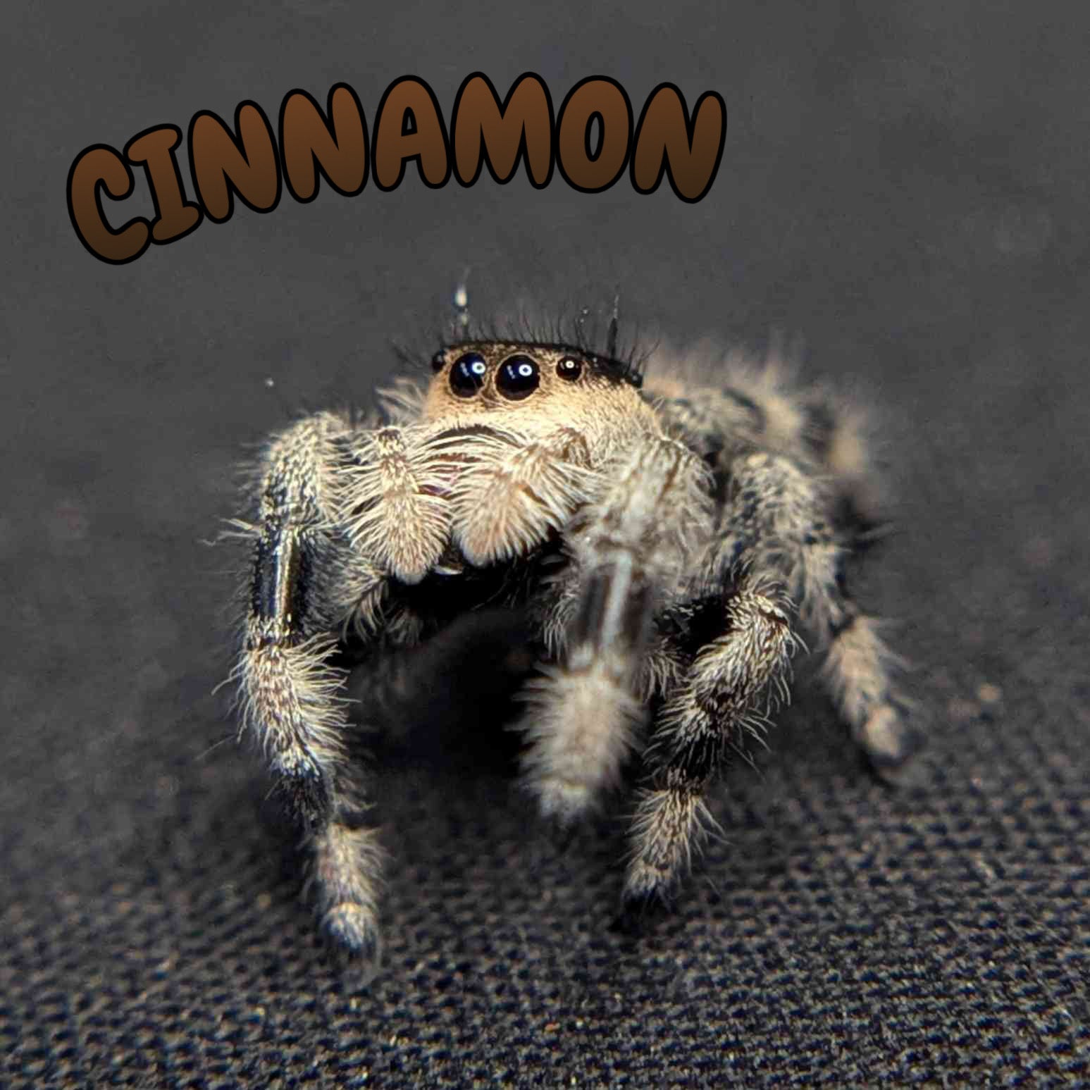 Regal Jumping Spider "Cinnamon"