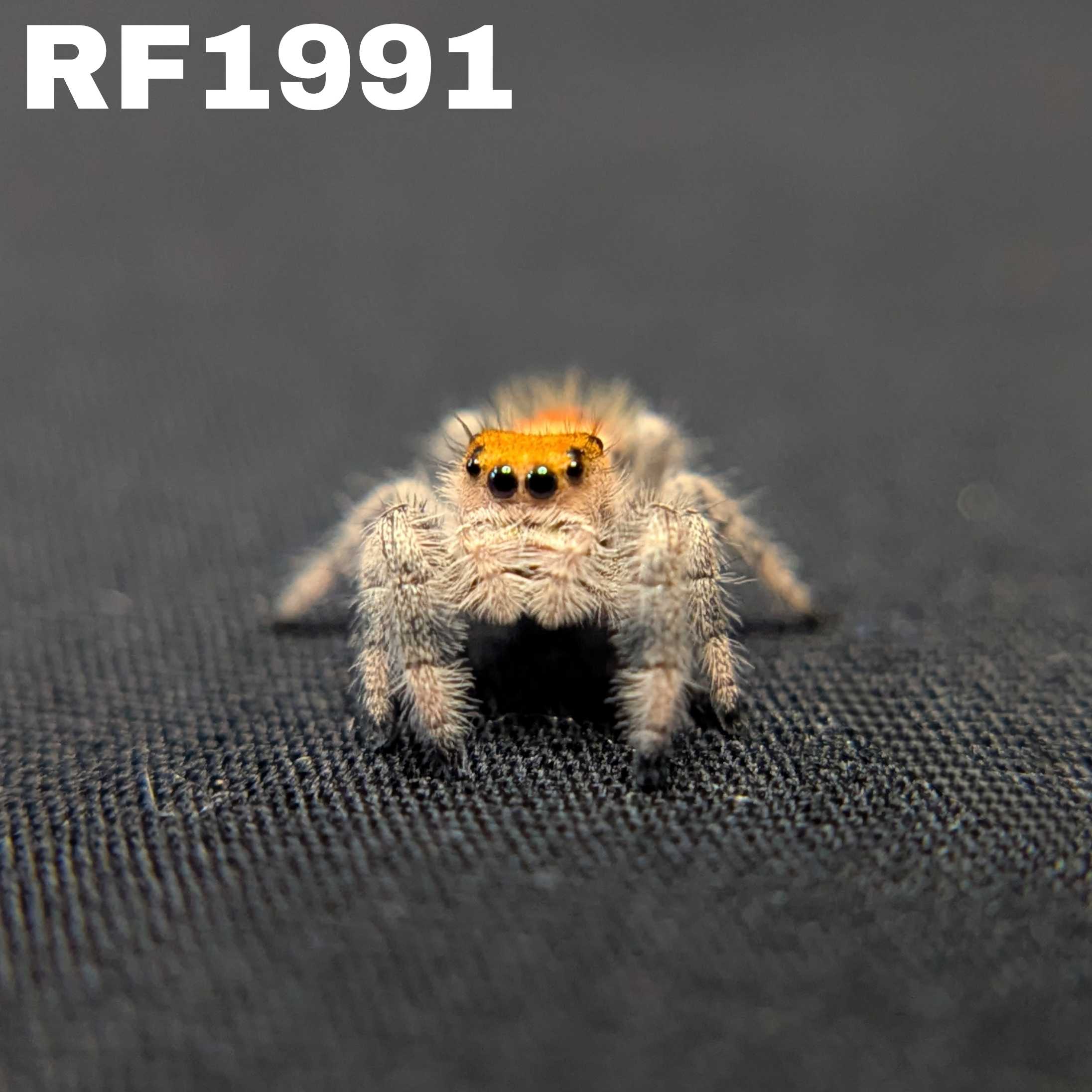Regal Jumping Spider "Heat"