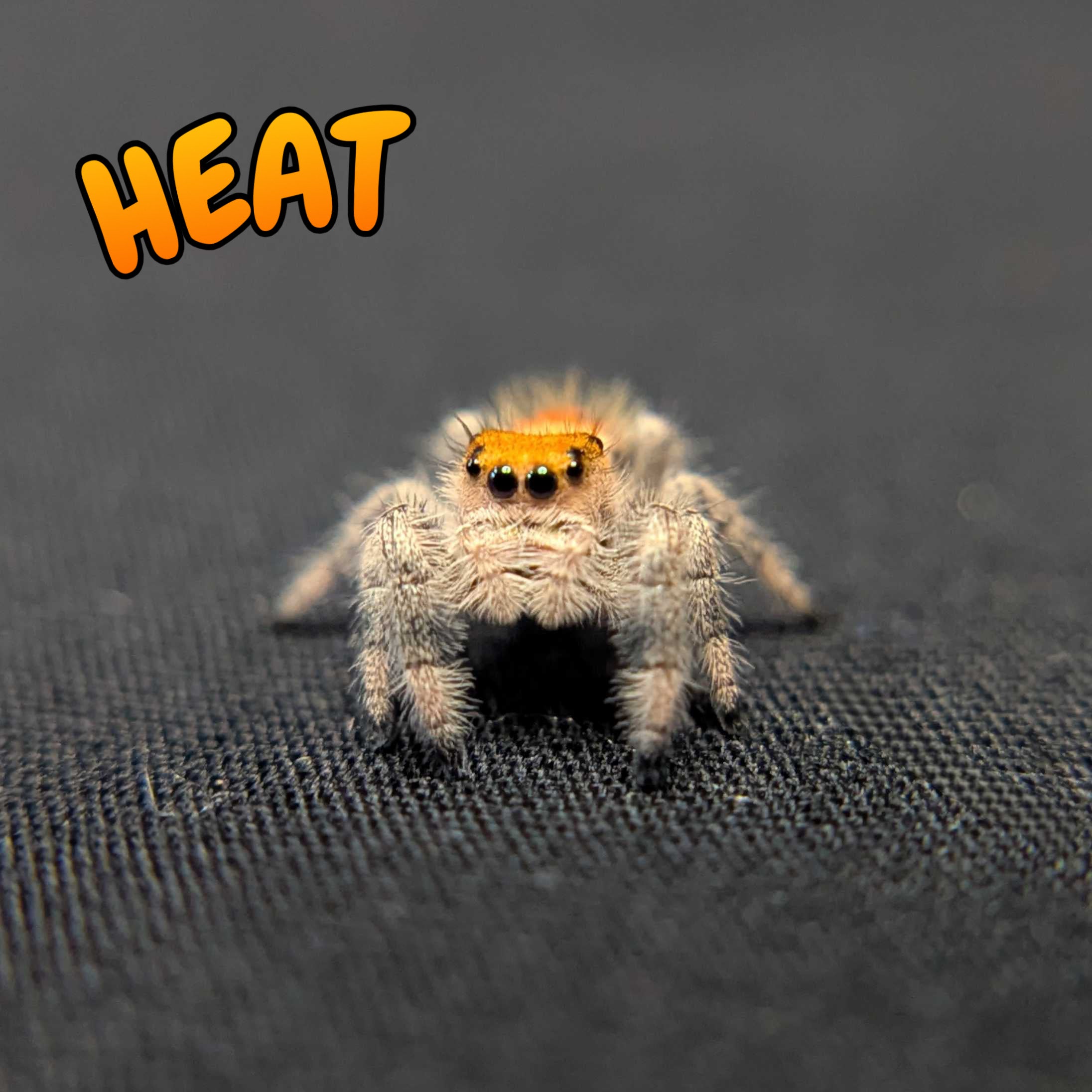 Regal Jumping Spider "Heat"
