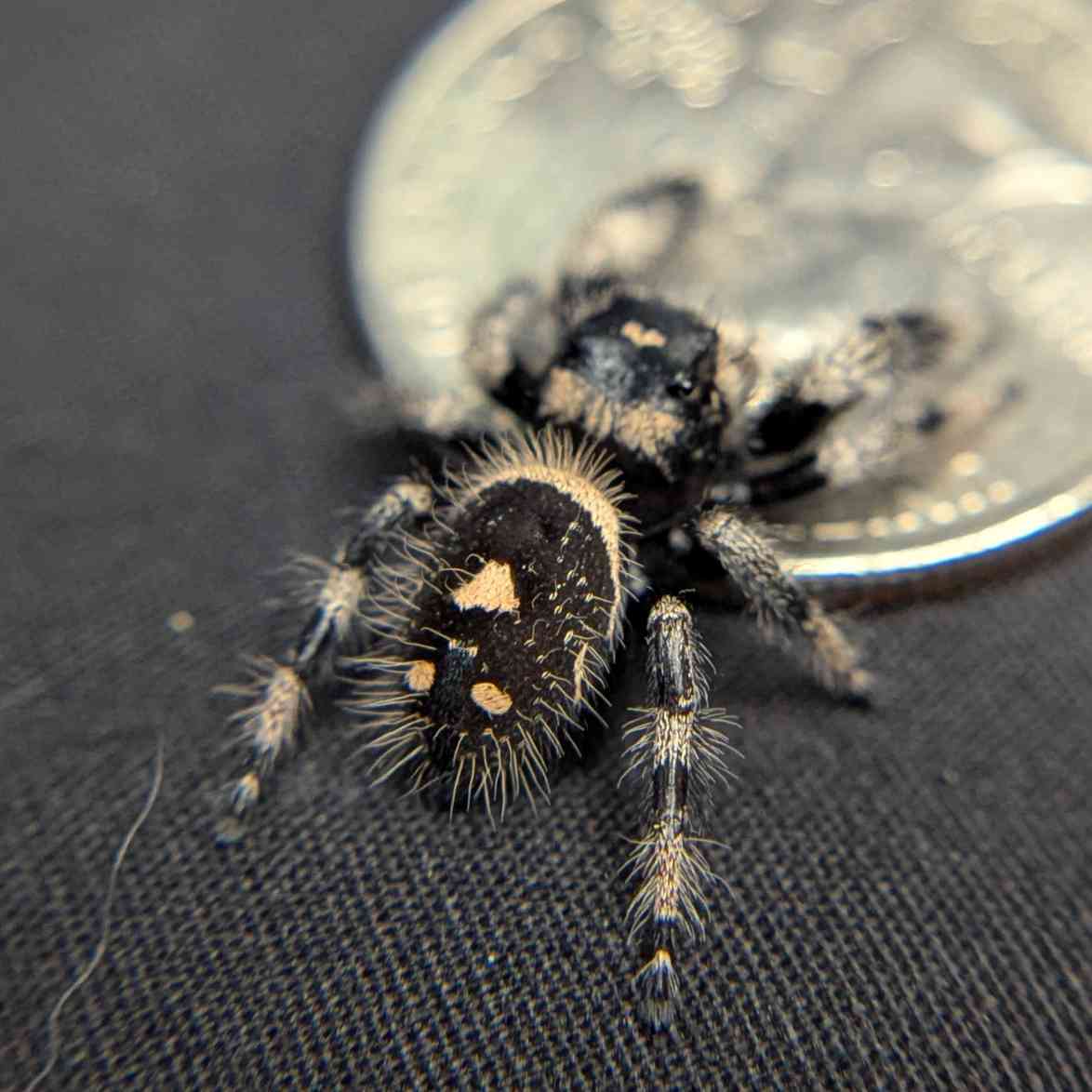 Regal Jumping Spider “Camellia”