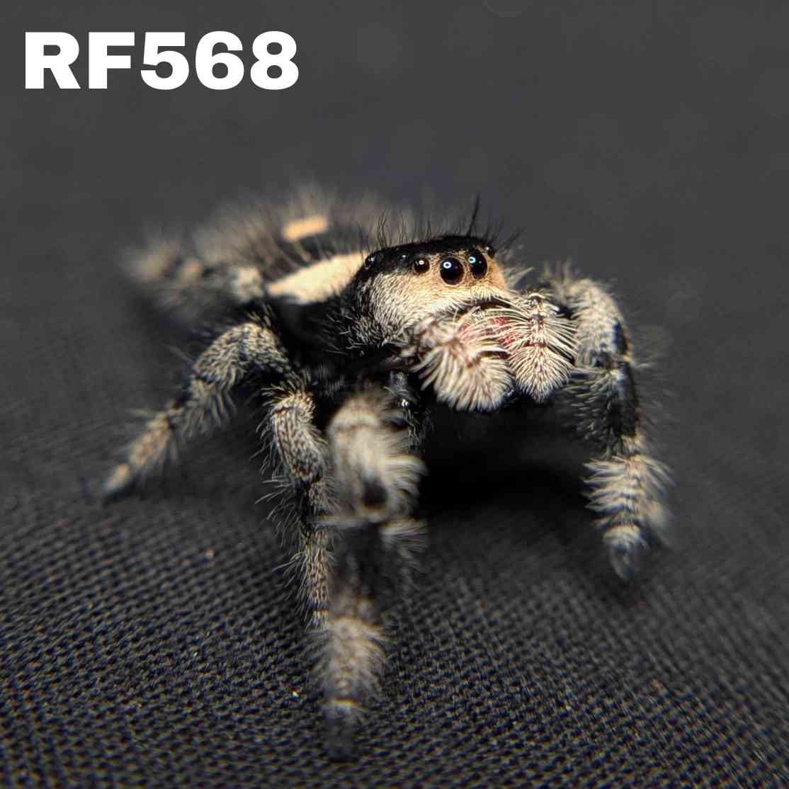 Regal Jumping Spider “Camellia”
