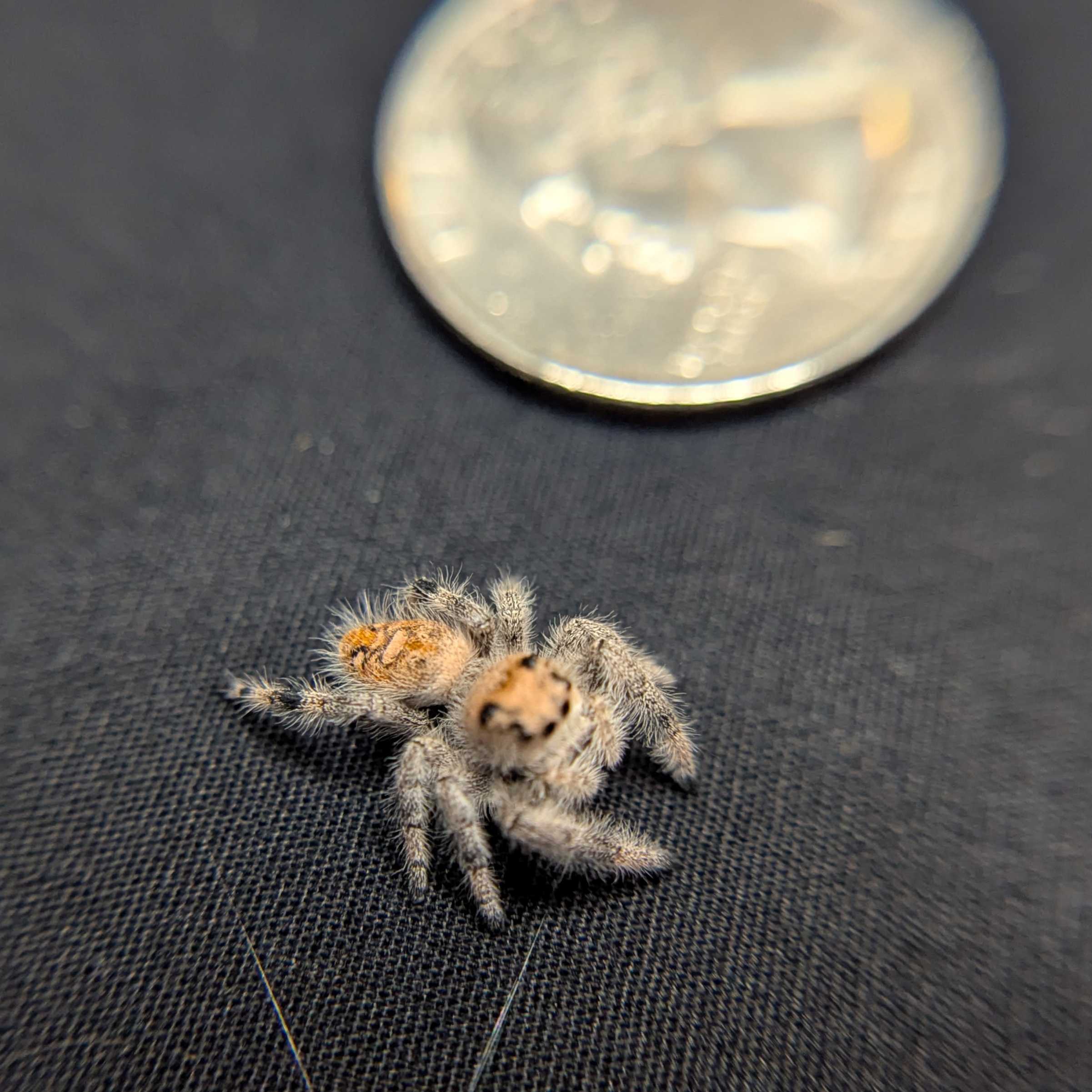 Regal Jumping Spider “Cupcake”