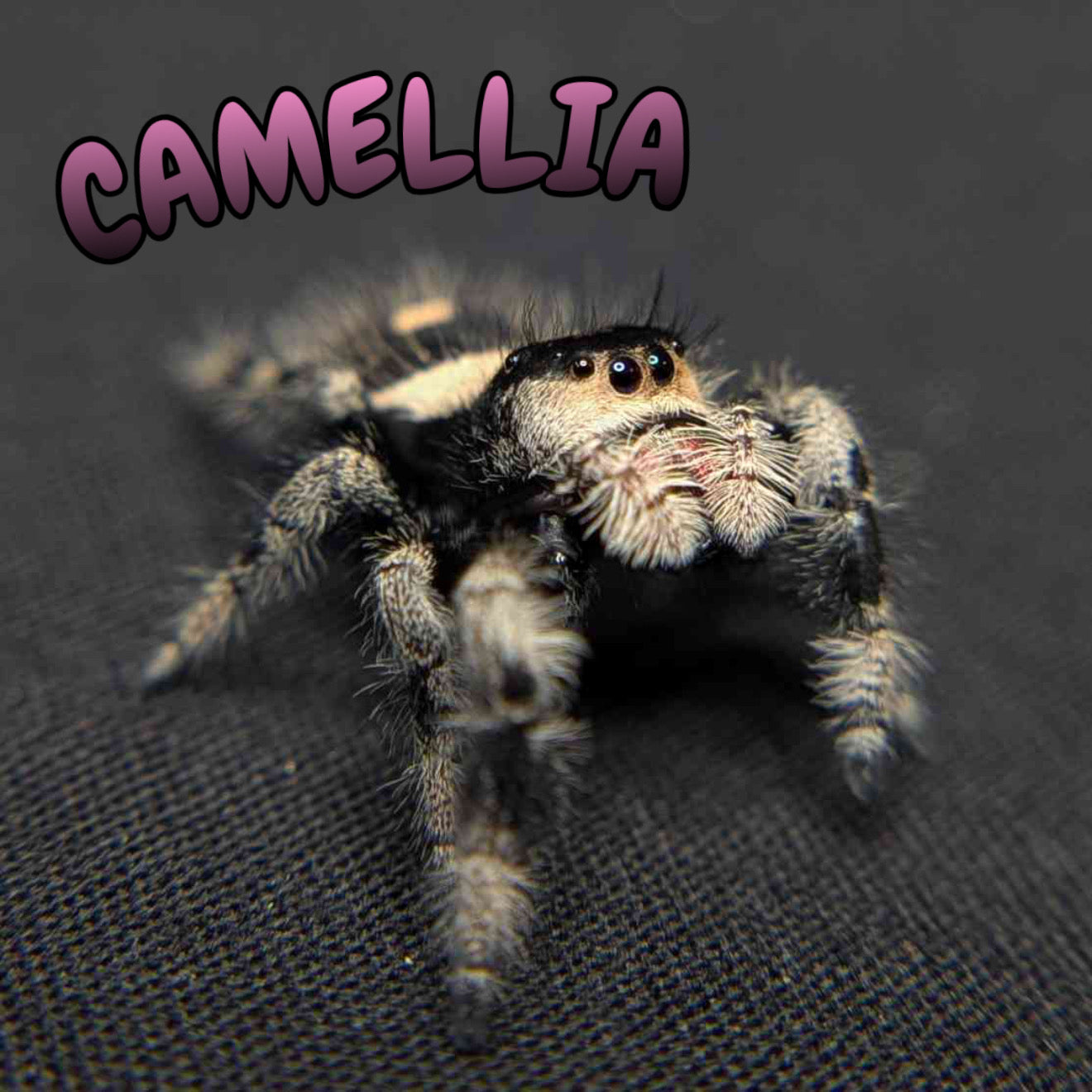 Regal Jumping Spider “Camellia”