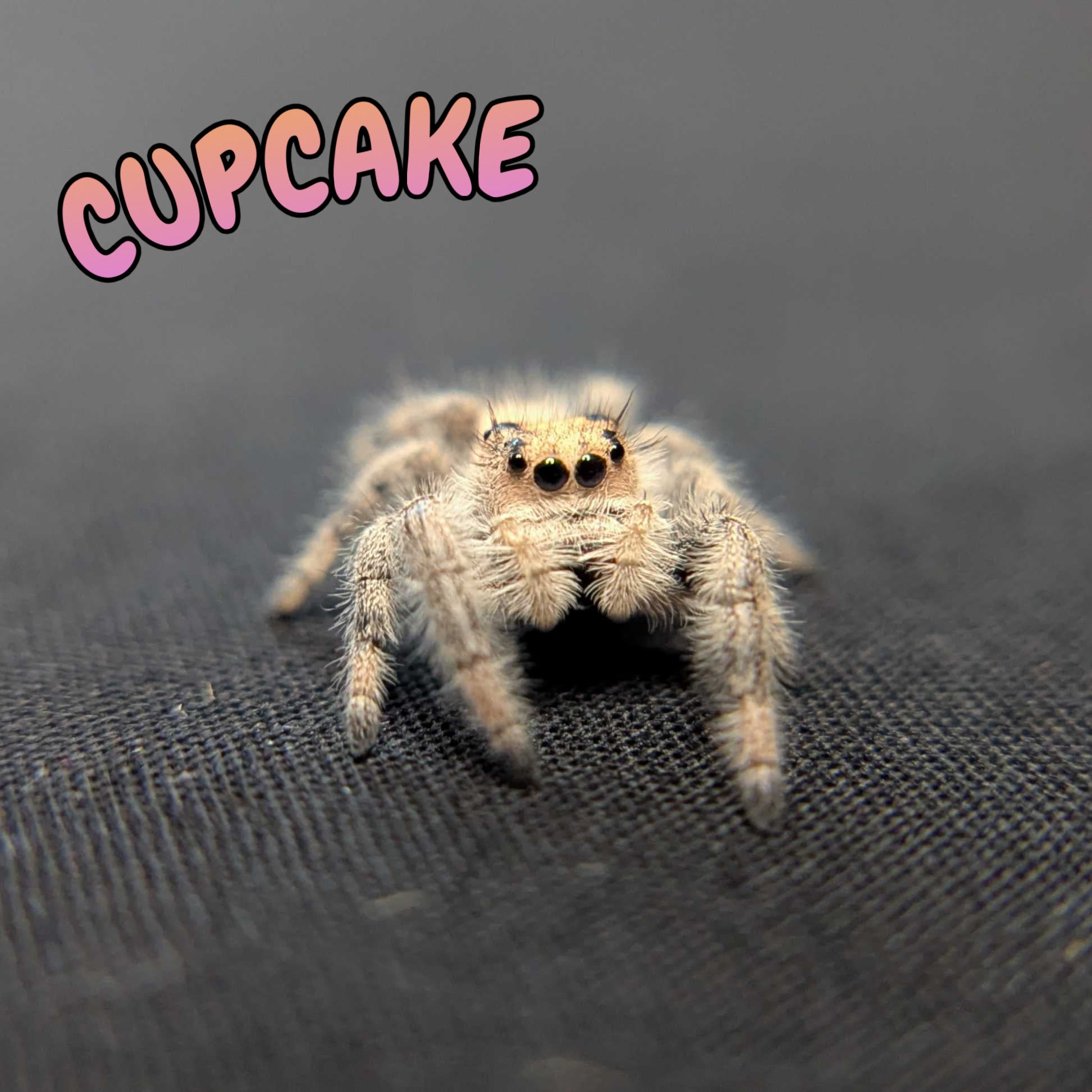Regal Jumping Spider “Cupcake”