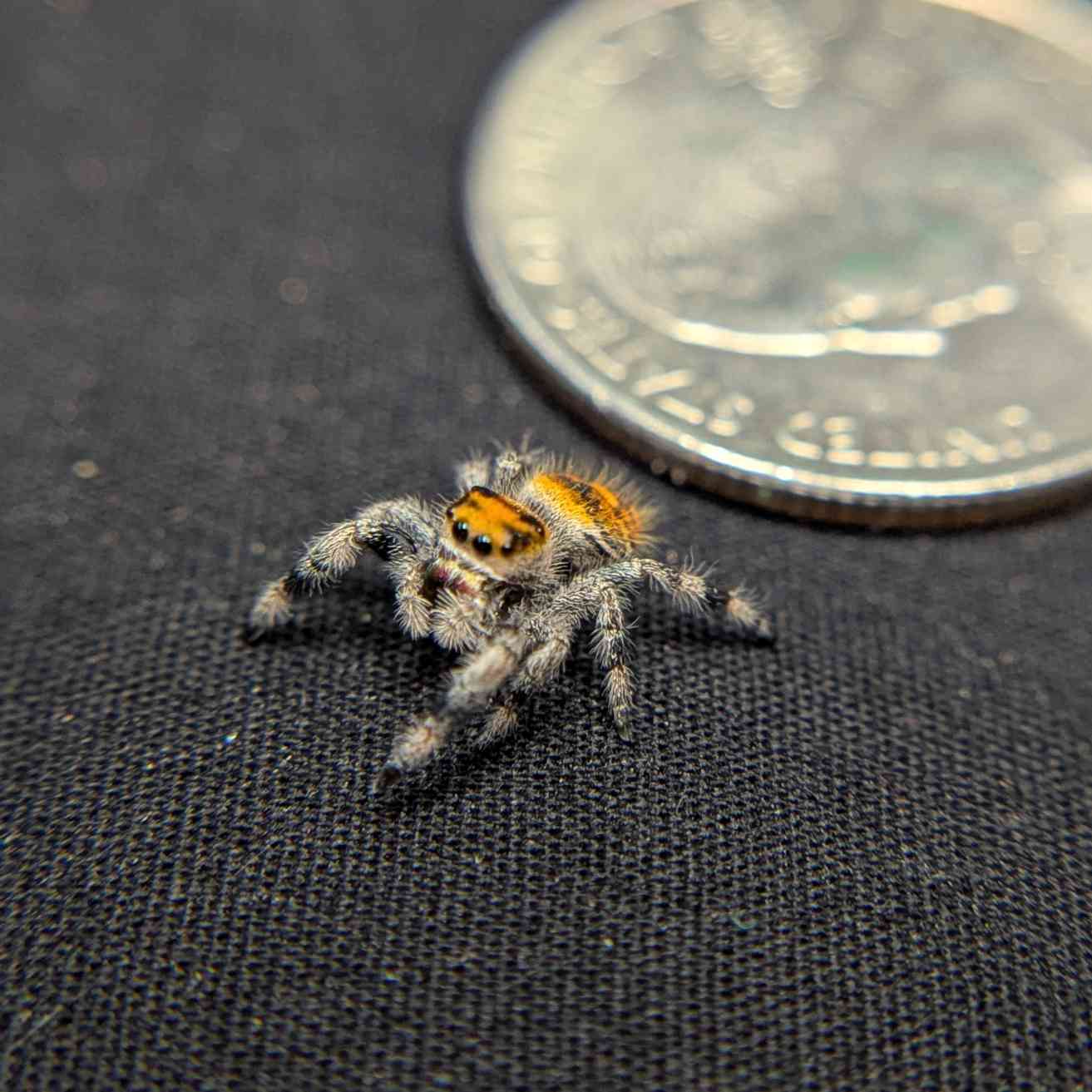 Regal Jumping Spider “Fruity Pebbles”