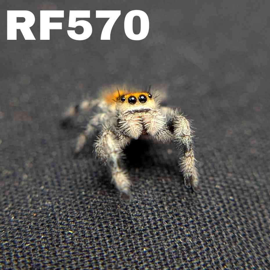 Regal Jumping Spider “Fruity Pebbles”