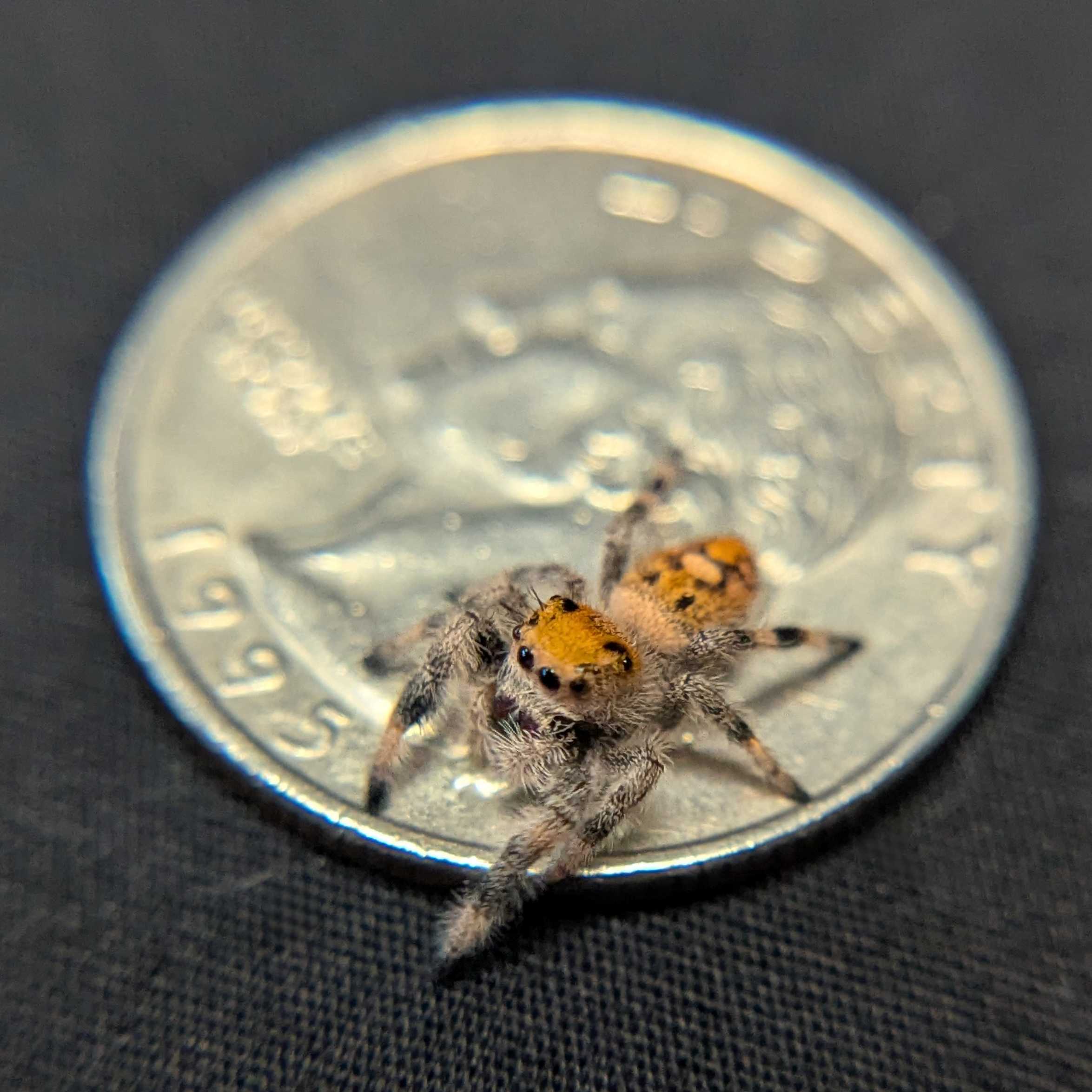 Regal Jumping Spider "Ruby"
