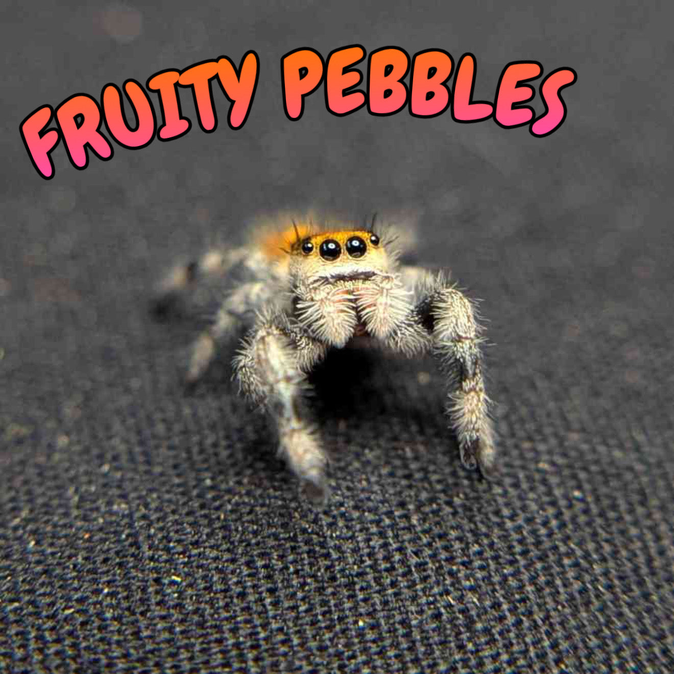 Regal Jumping Spider “Fruity Pebbles”