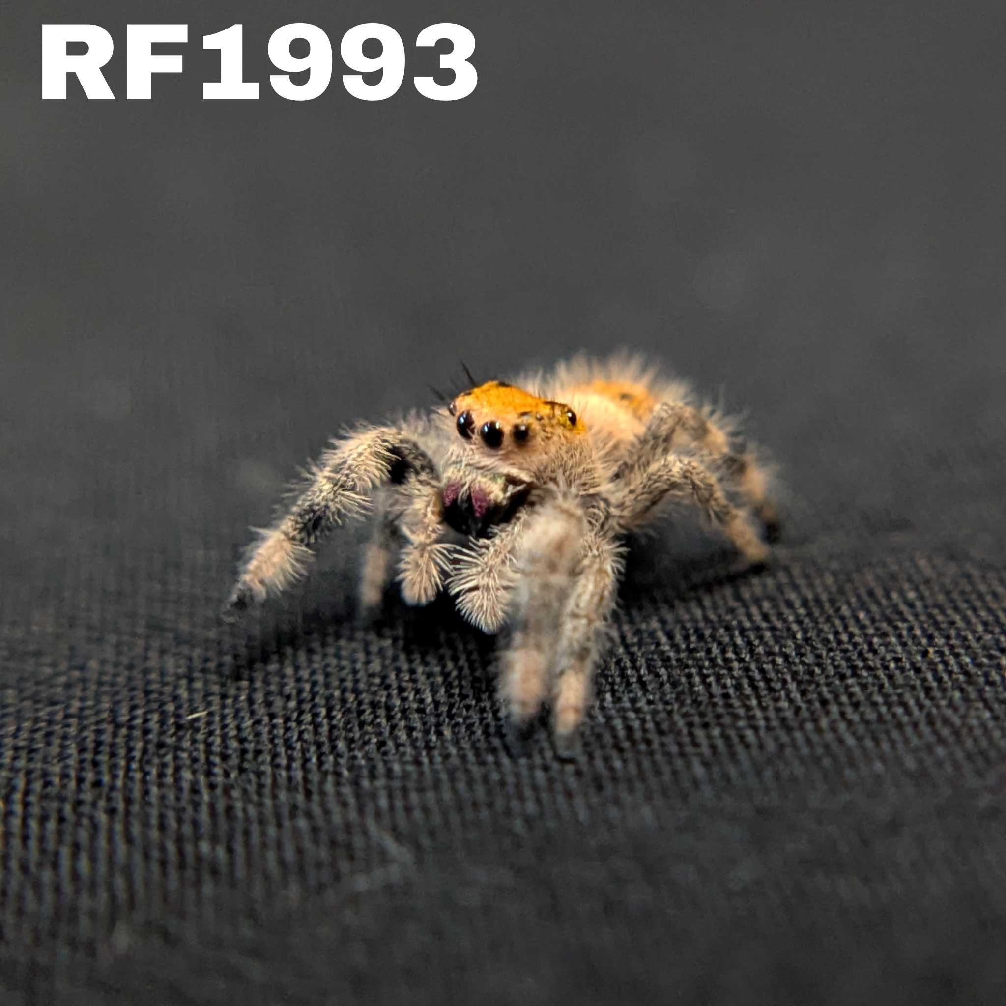 Regal Jumping Spider "Ruby"