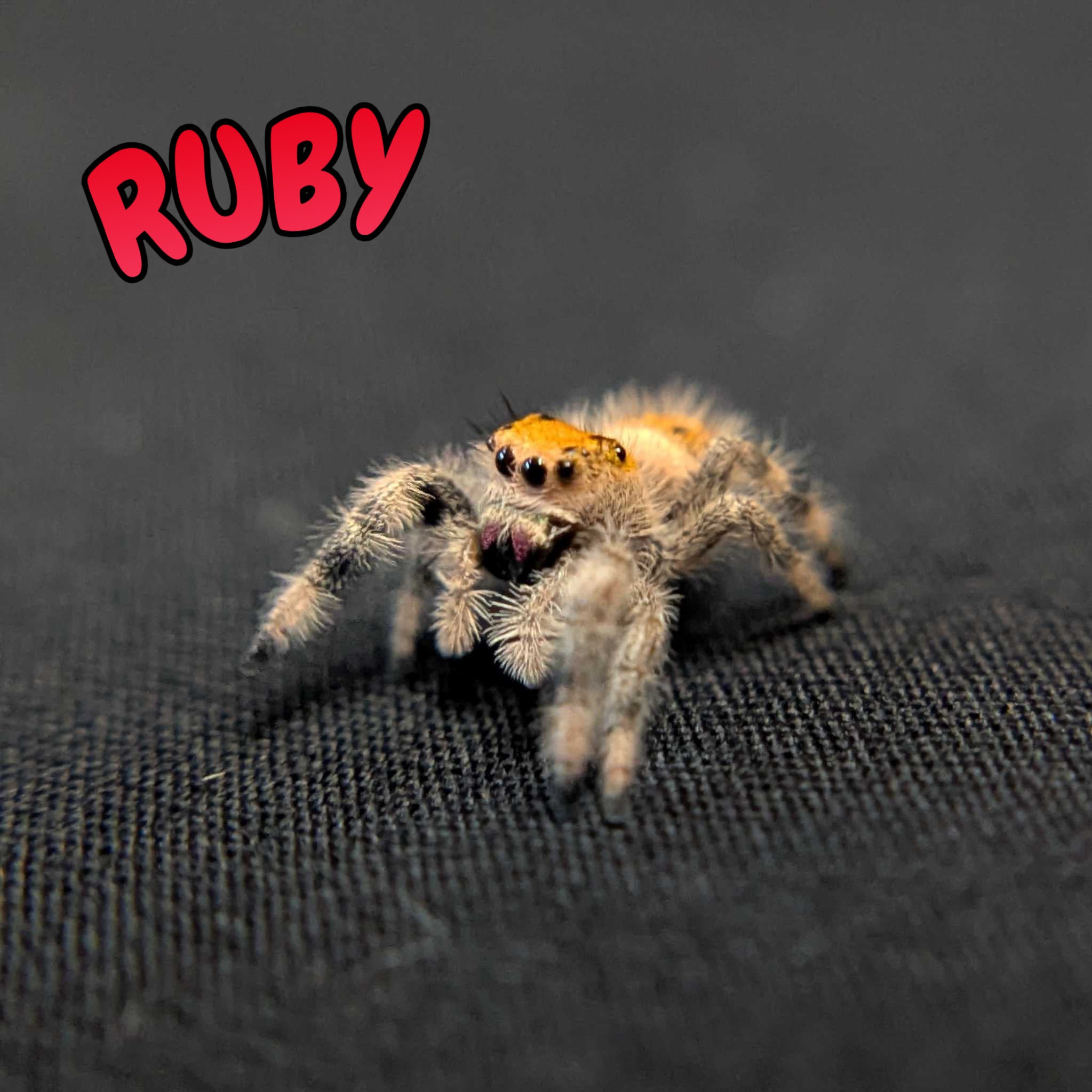 Regal Jumping Spider "Ruby"