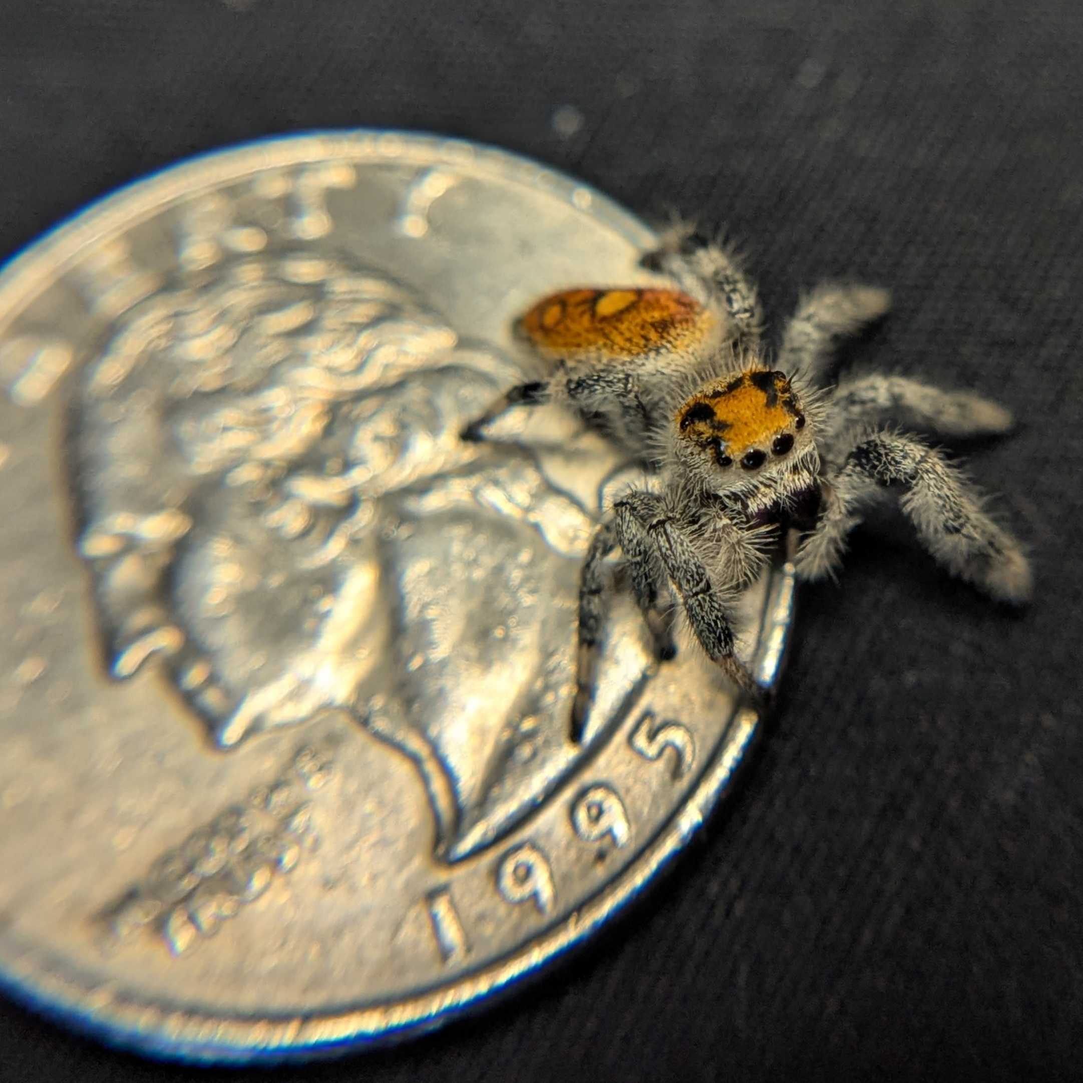 Regal Jumping Spider "Fruit"