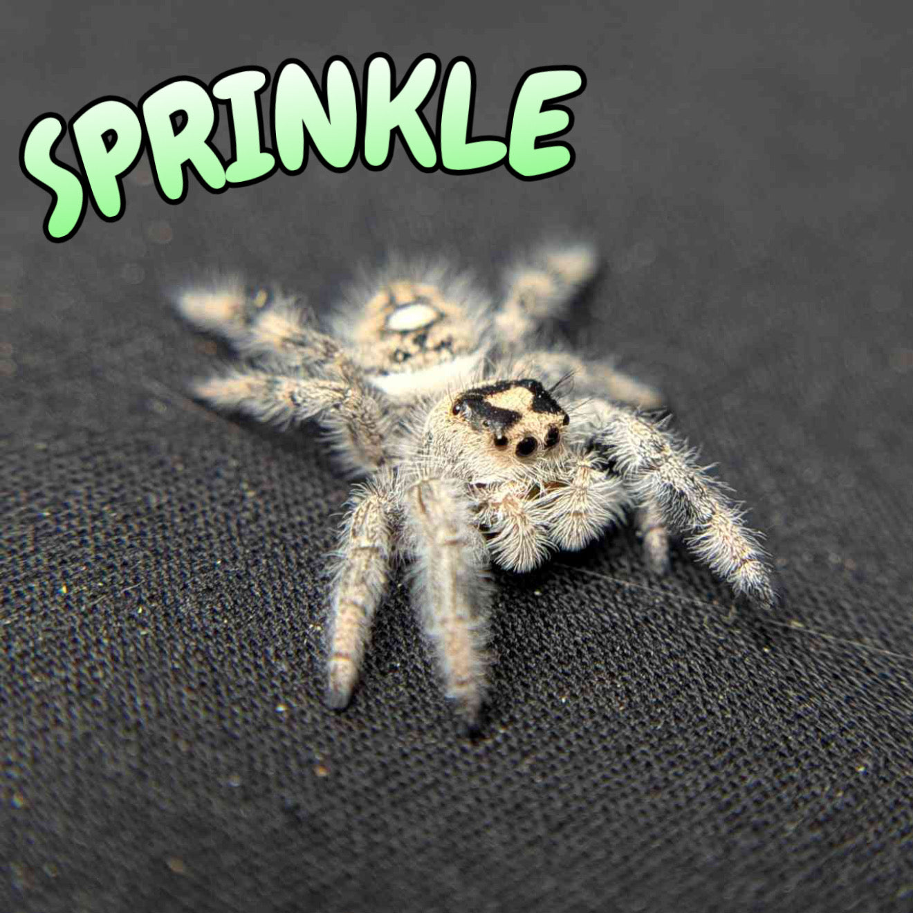 Regal Jumping Spider "Sprinkle"
