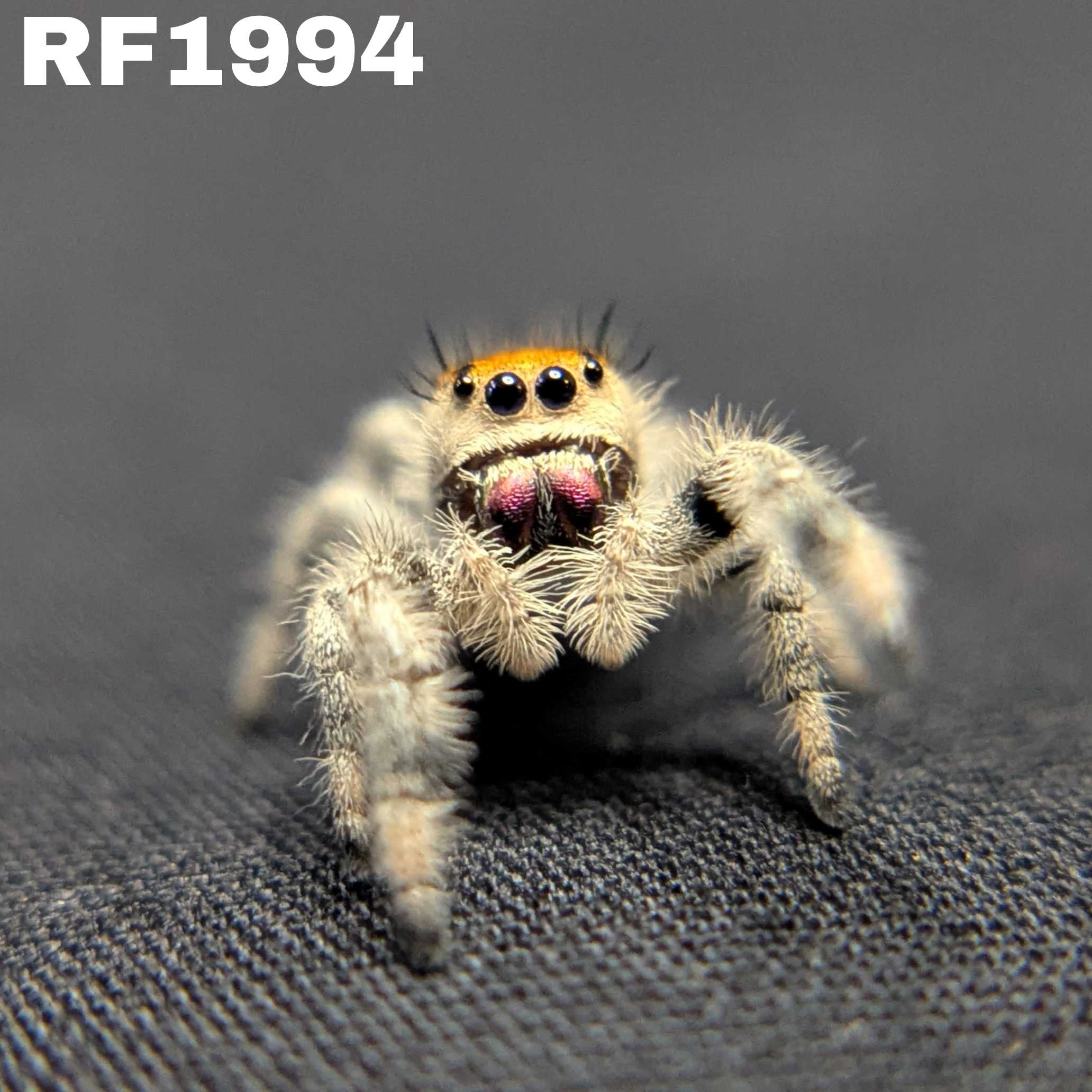 Regal Jumping Spider "Fruit"