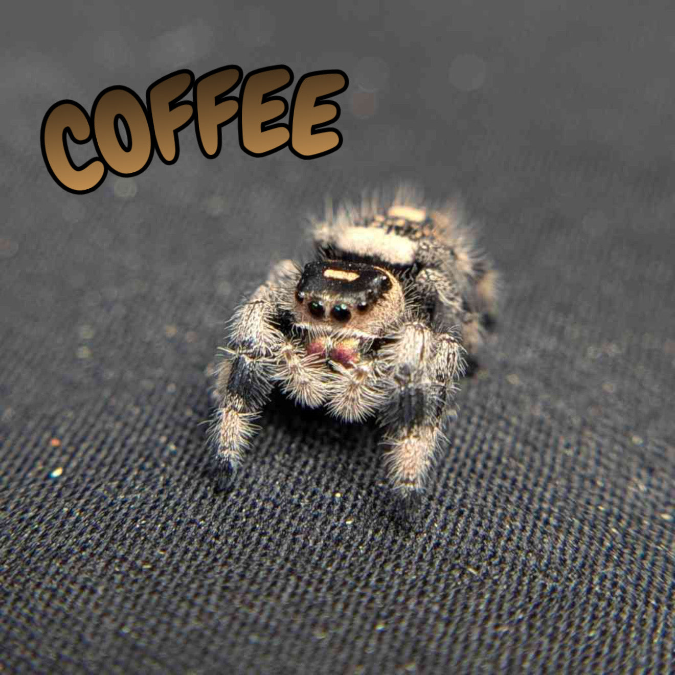 Regal Jumping Spider "Coffee"