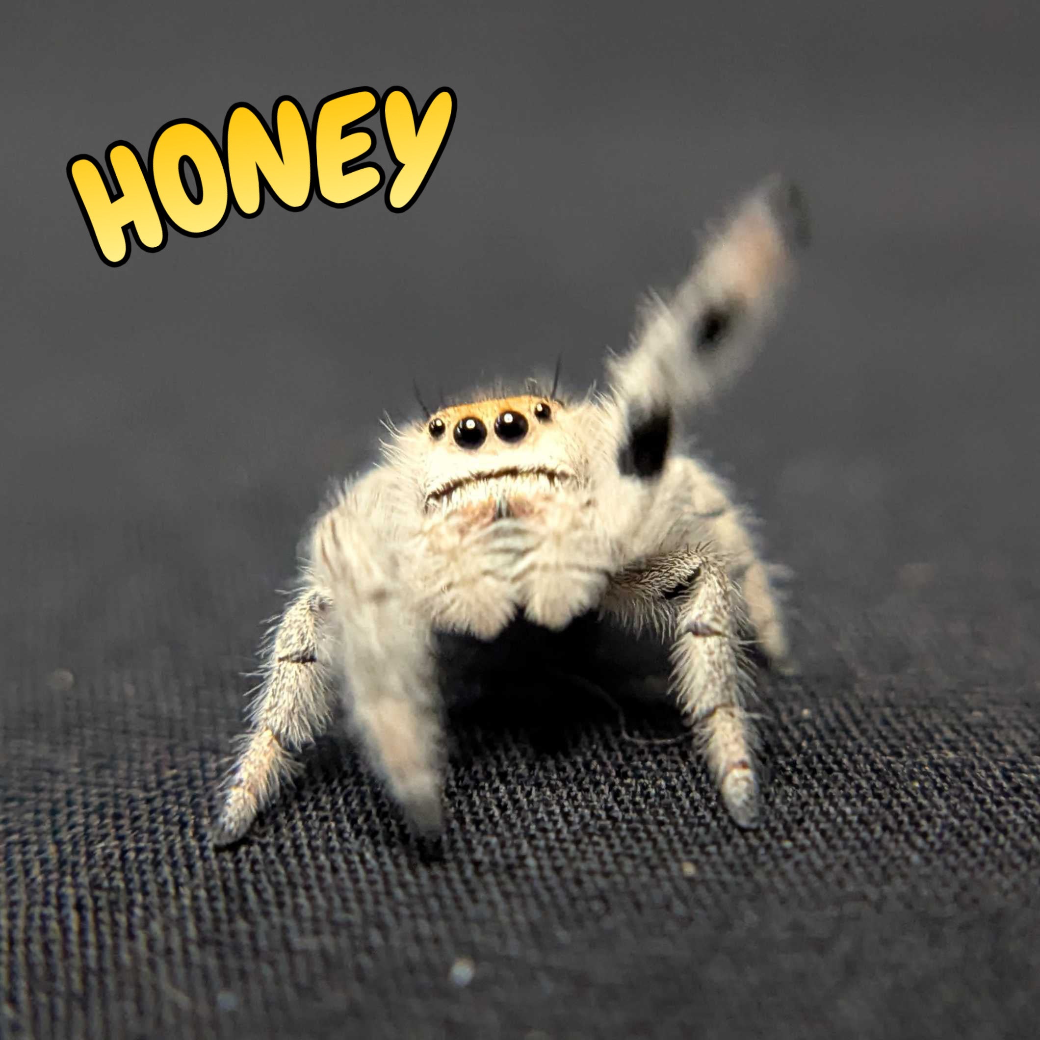 Regal Jumping Spider "Honey"