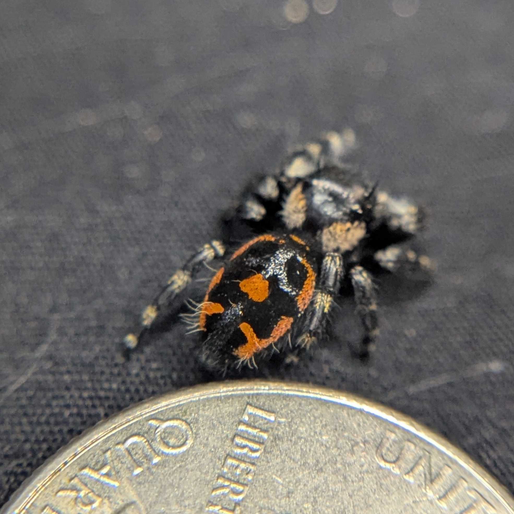Audax Bryantae Jumping Spider "Sunflower"