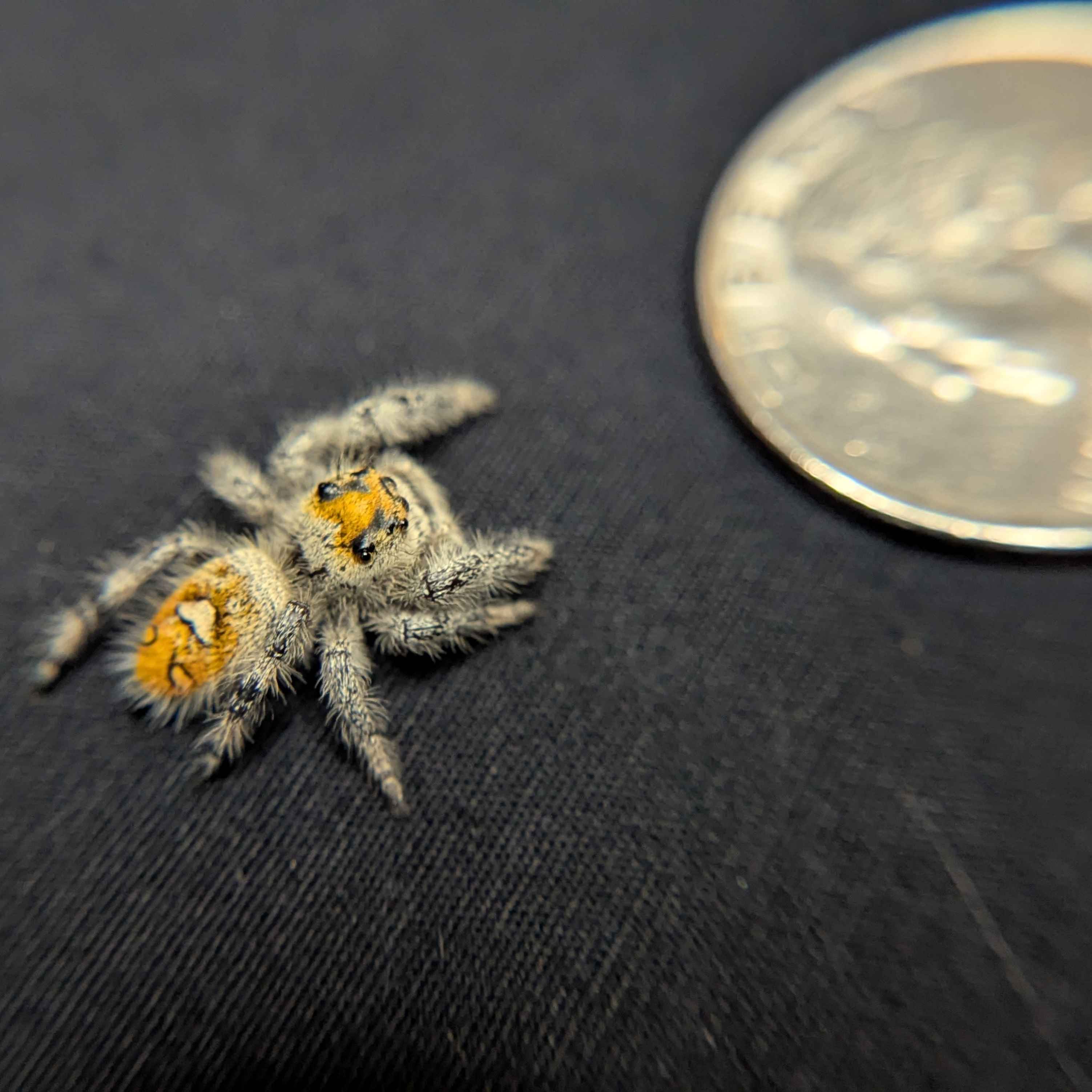 Regal Jumping Spider “Vera”