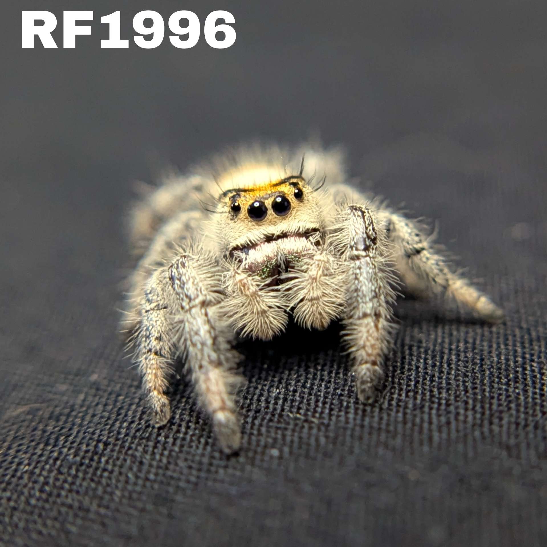 Regal Jumping Spider “Vera”