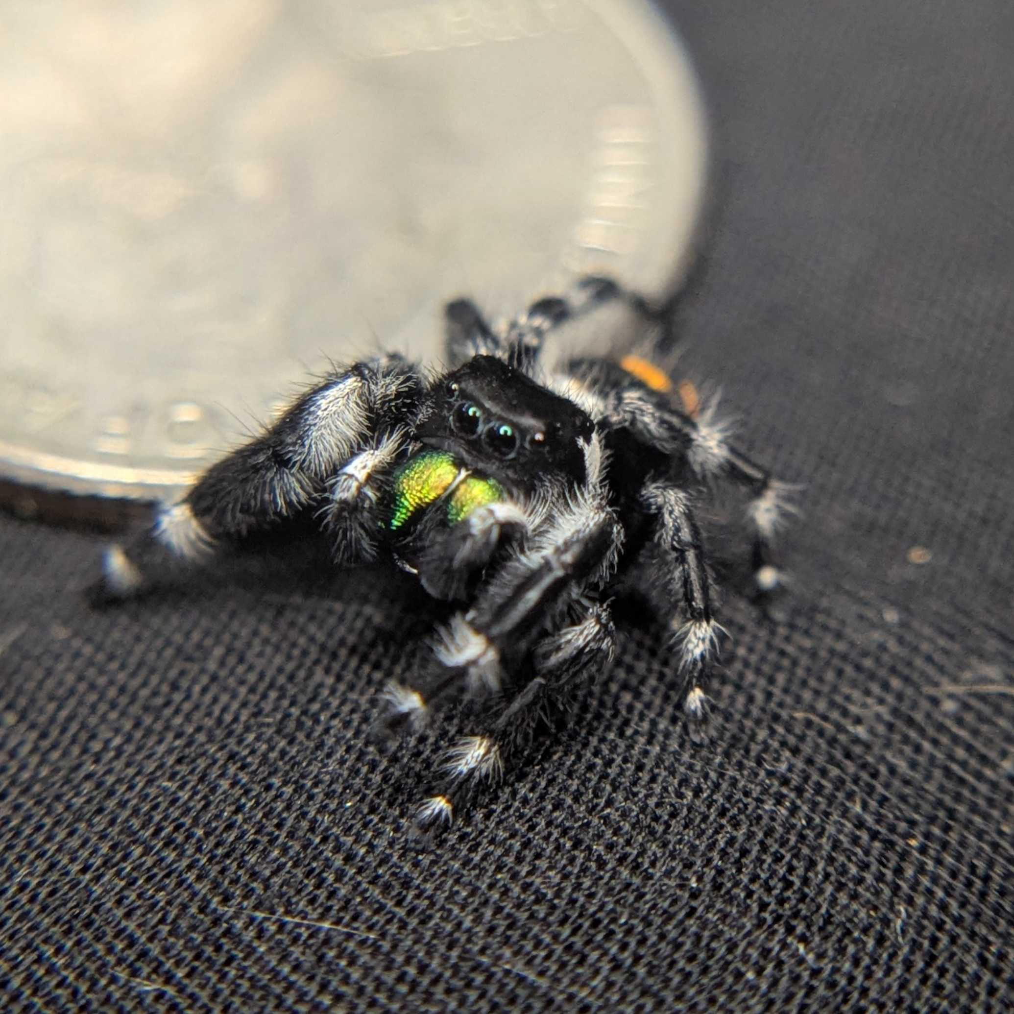 Audax Bryantae Jumping Spider "Journey"