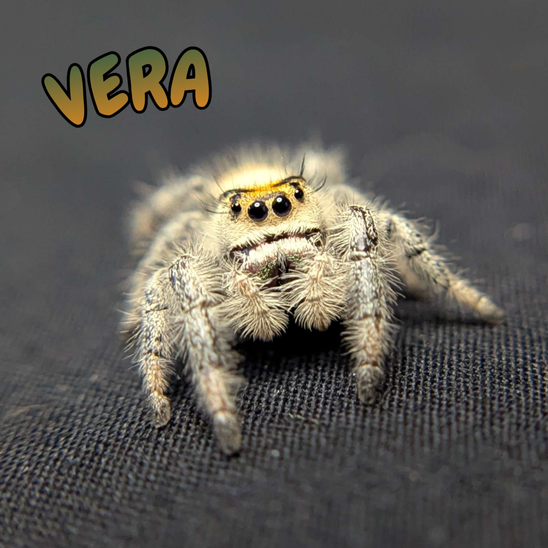 Regal Jumping Spider “Vera”