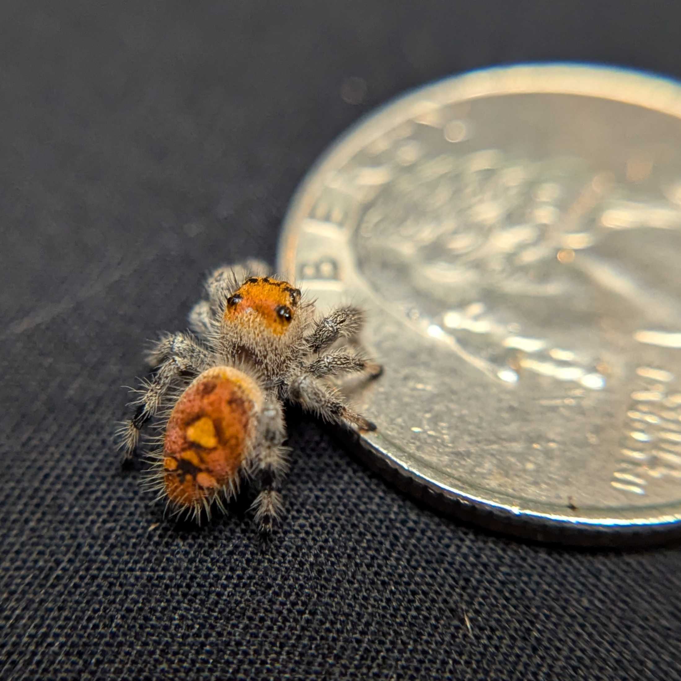 Regal Jumping Spider "Rusty"