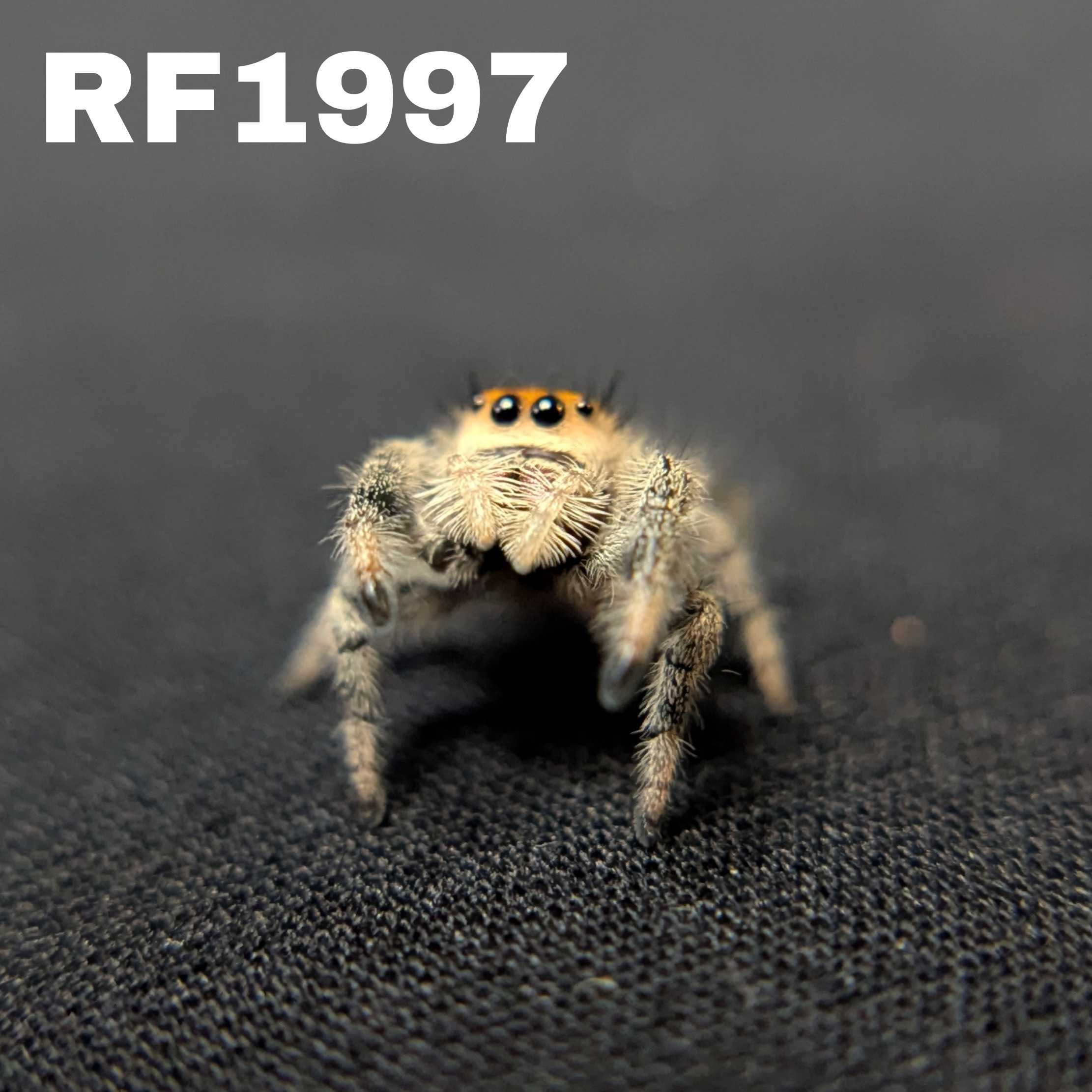 Regal Jumping Spider "Rusty"