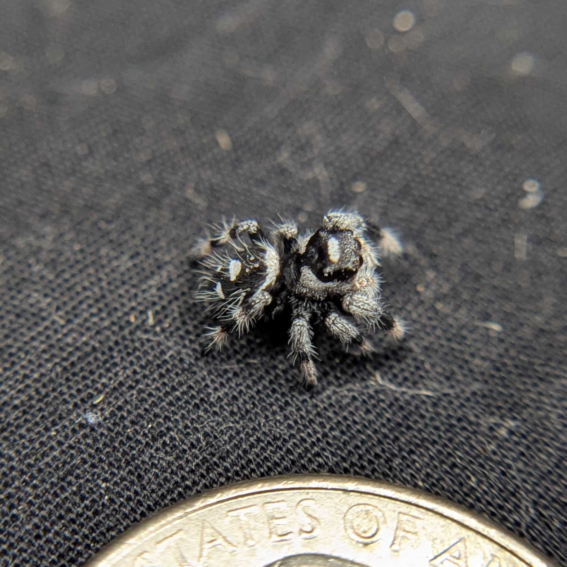 Male Regal Jumping Spider "Moon"