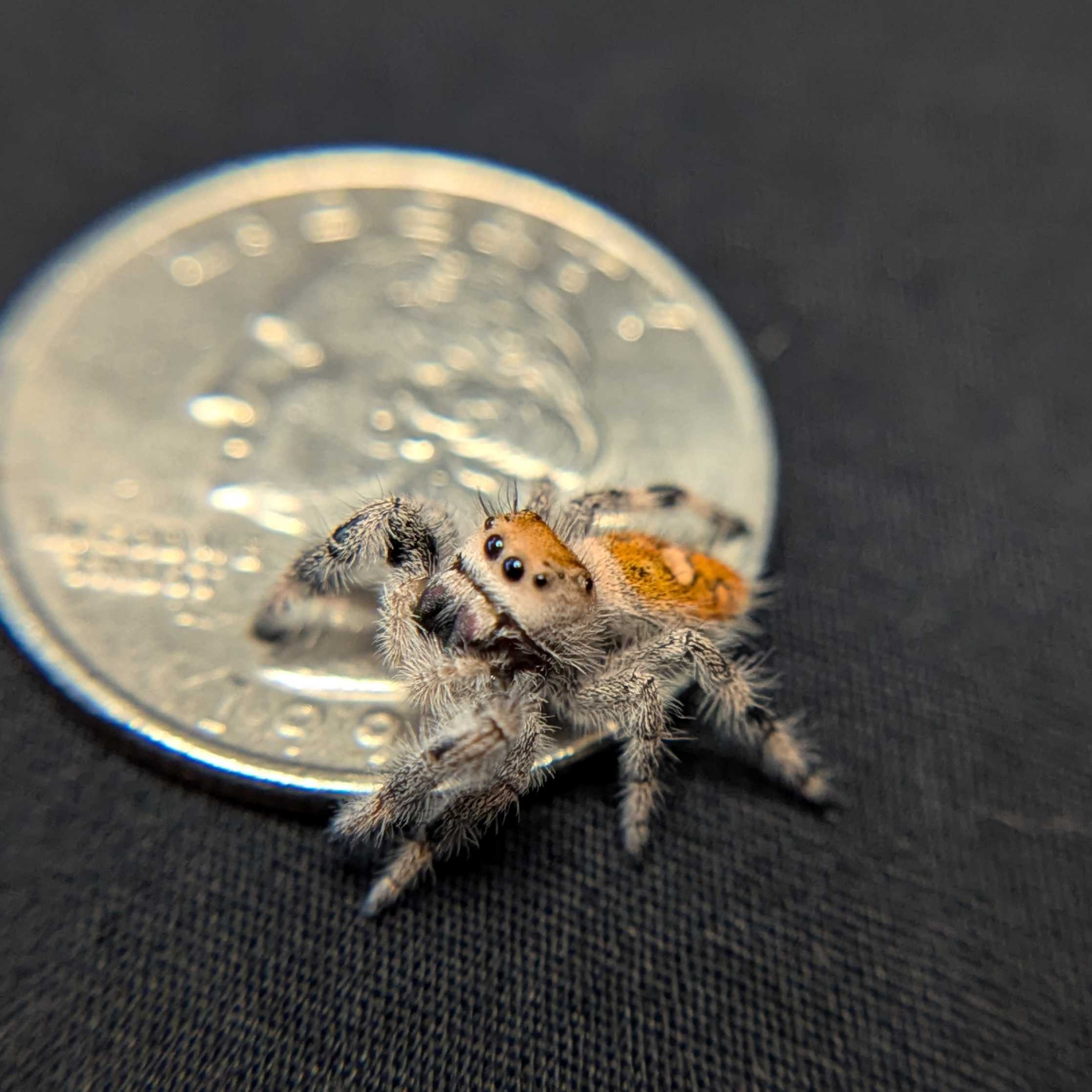 Regal Jumping Spider "Tangerine"